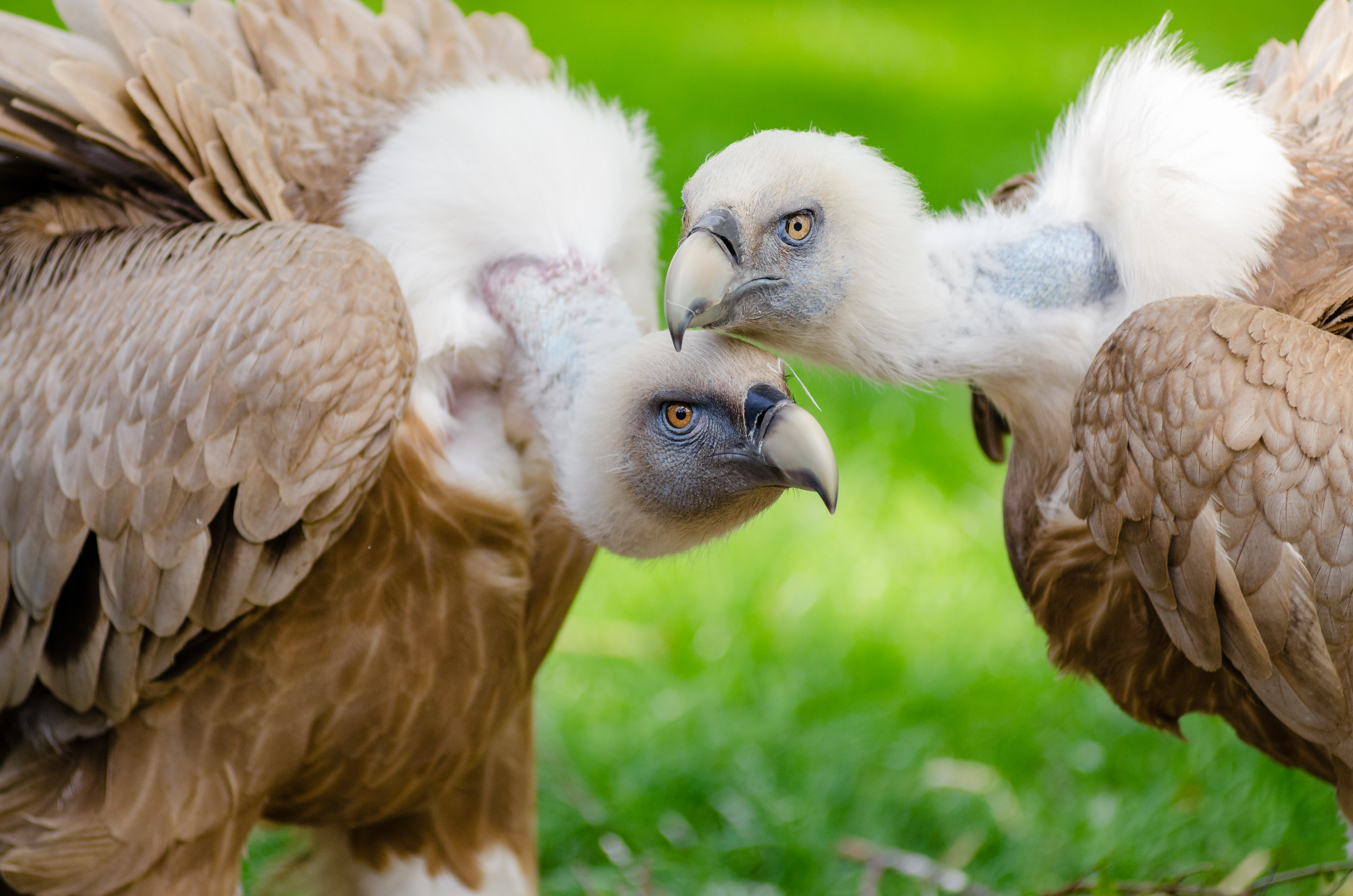 Vulture (26077694524)