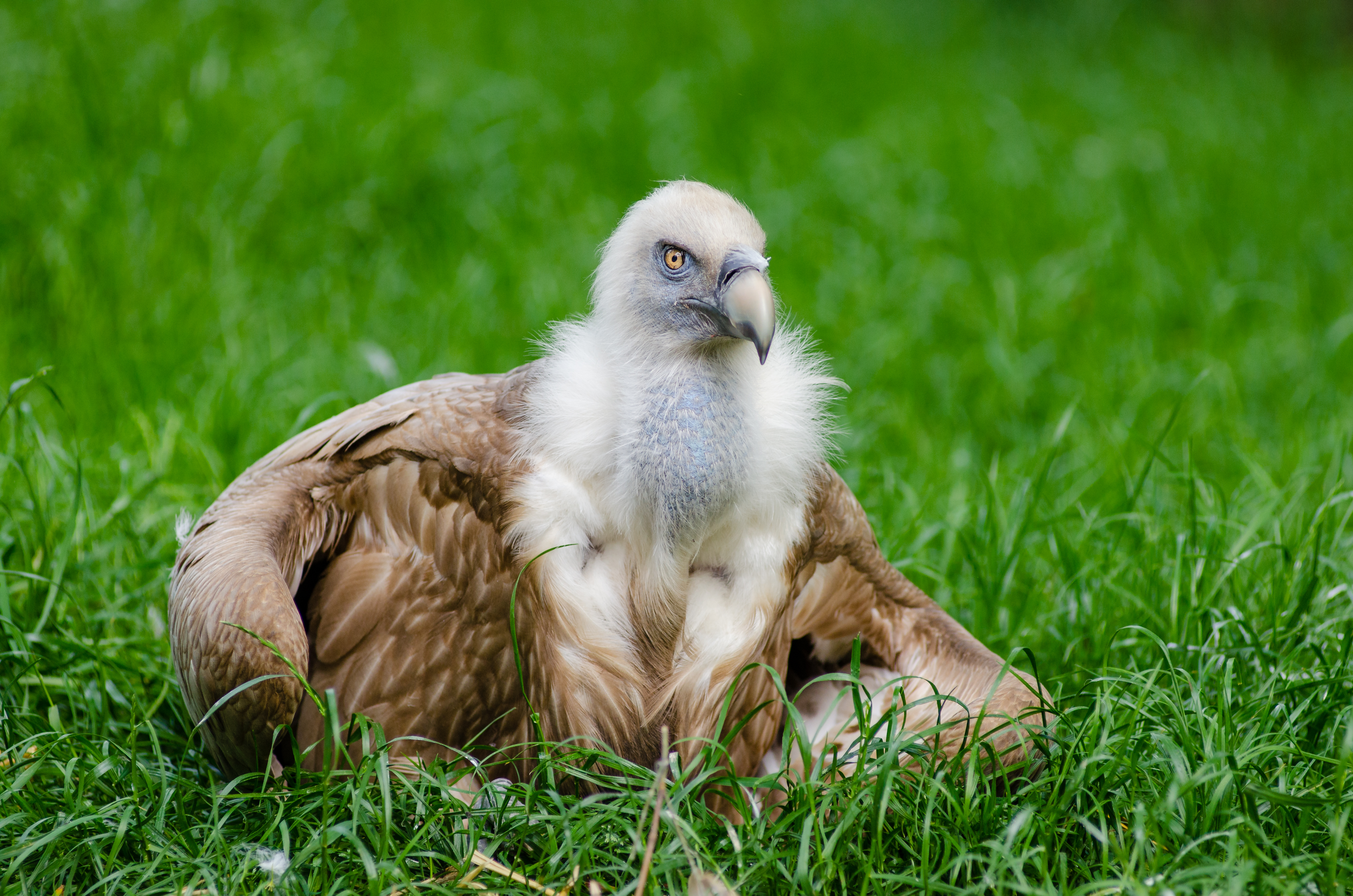 Vulture (27180271255)