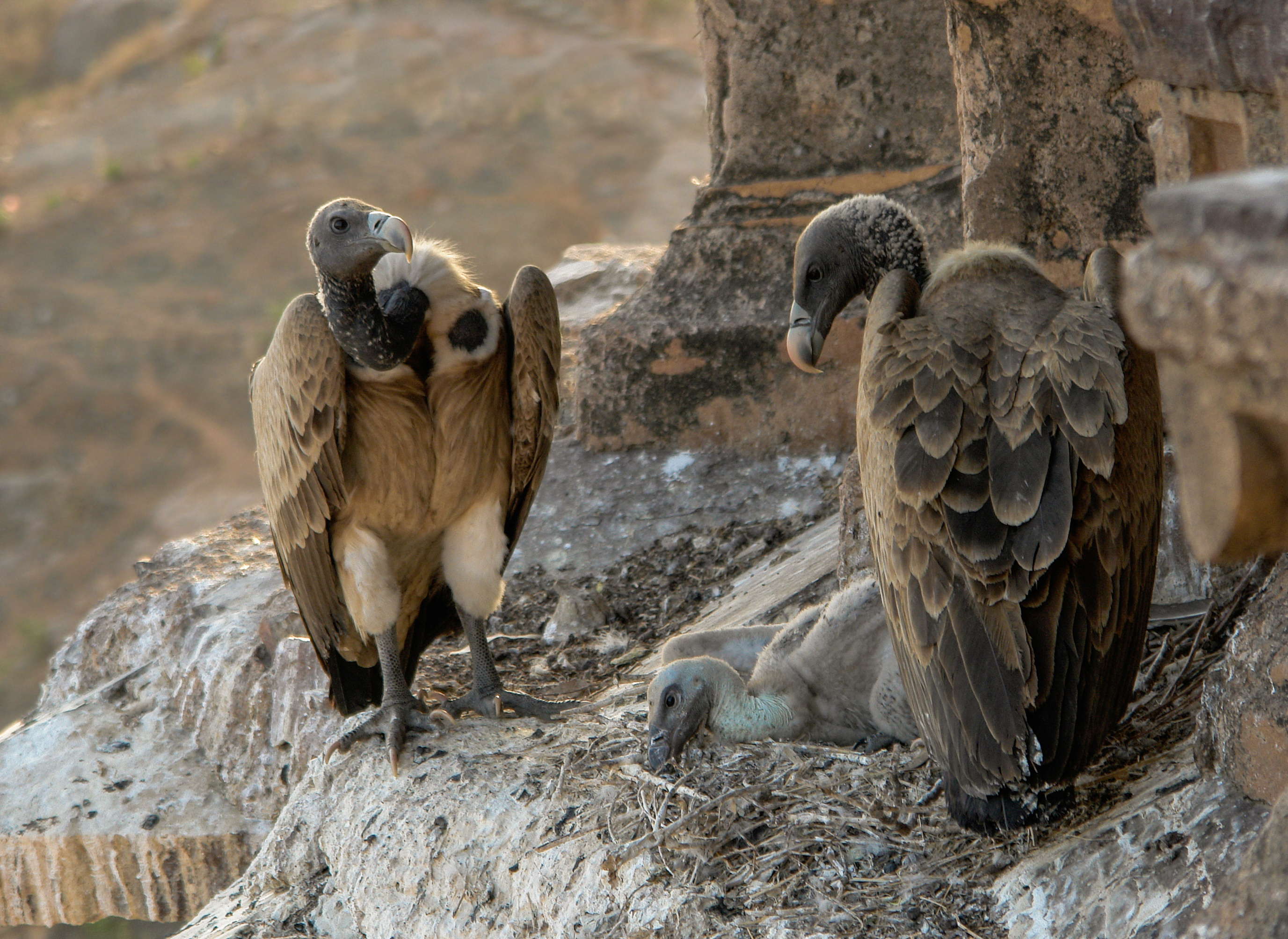 Vultures in the nest, Orchha, MP, India edit