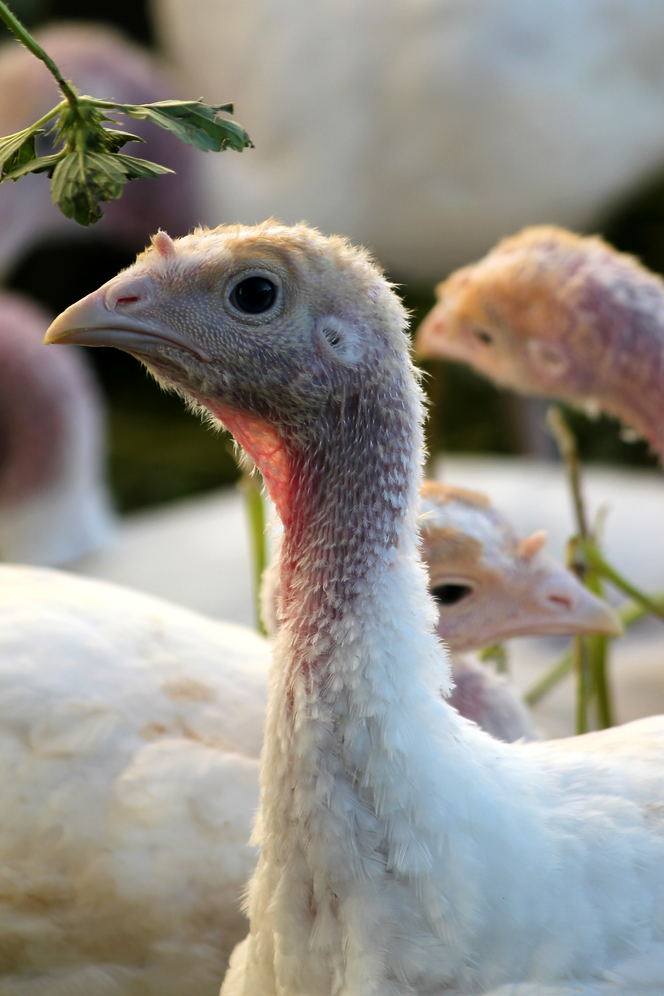 Walla Turkey 03