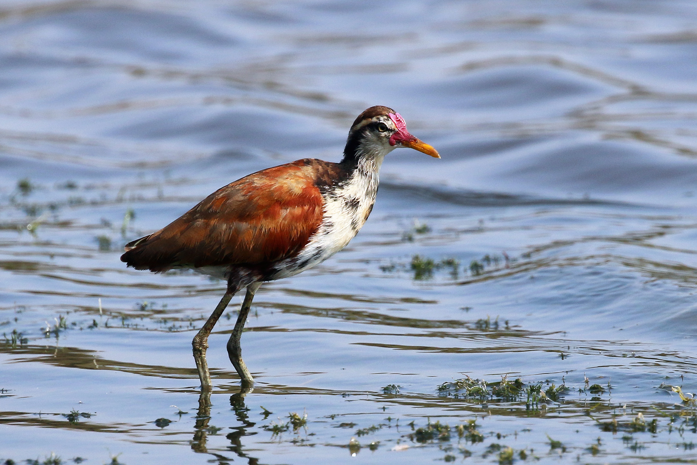 Wattled jacana (Jacana jacana) immature