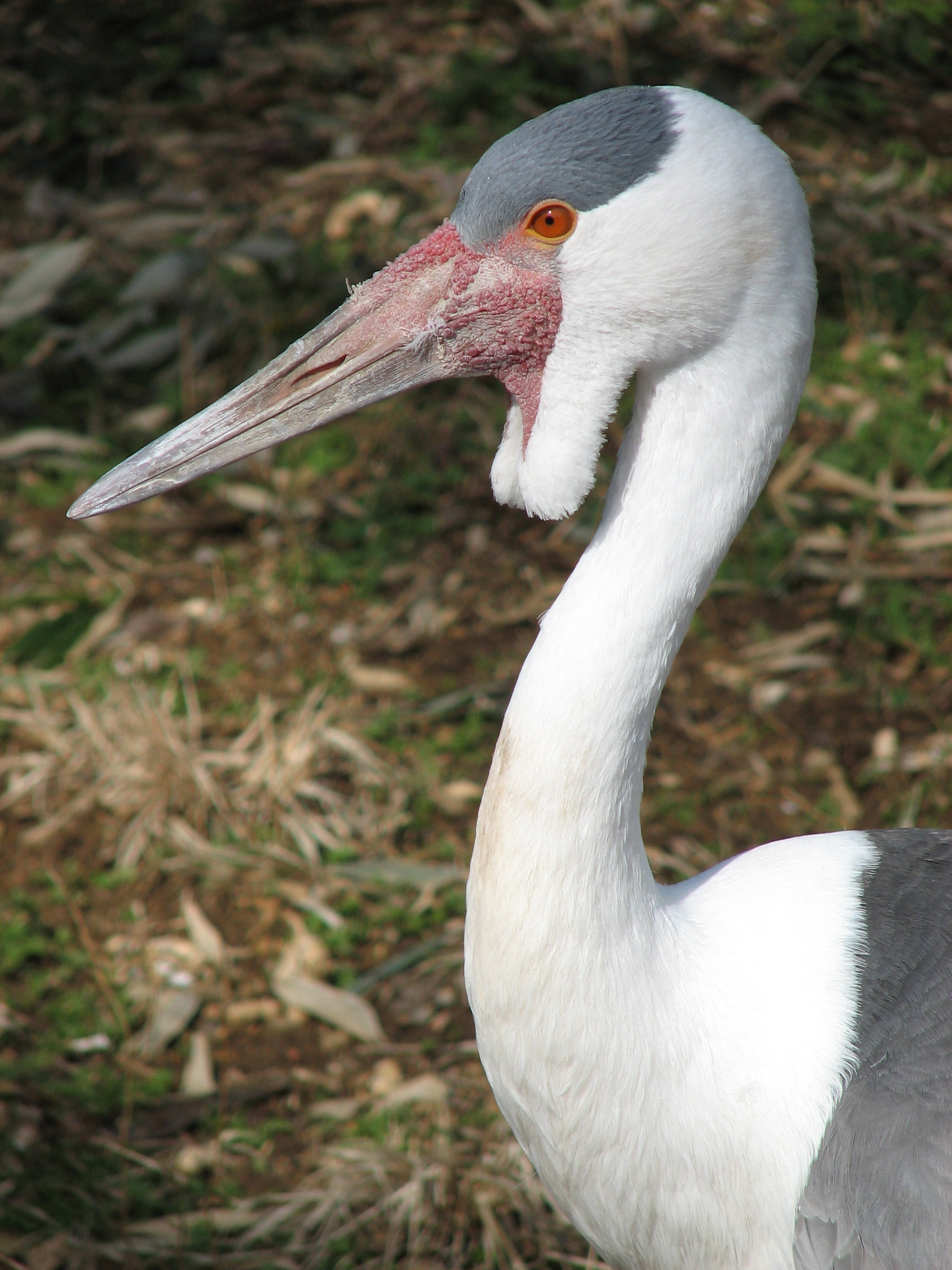 WattledCrane001