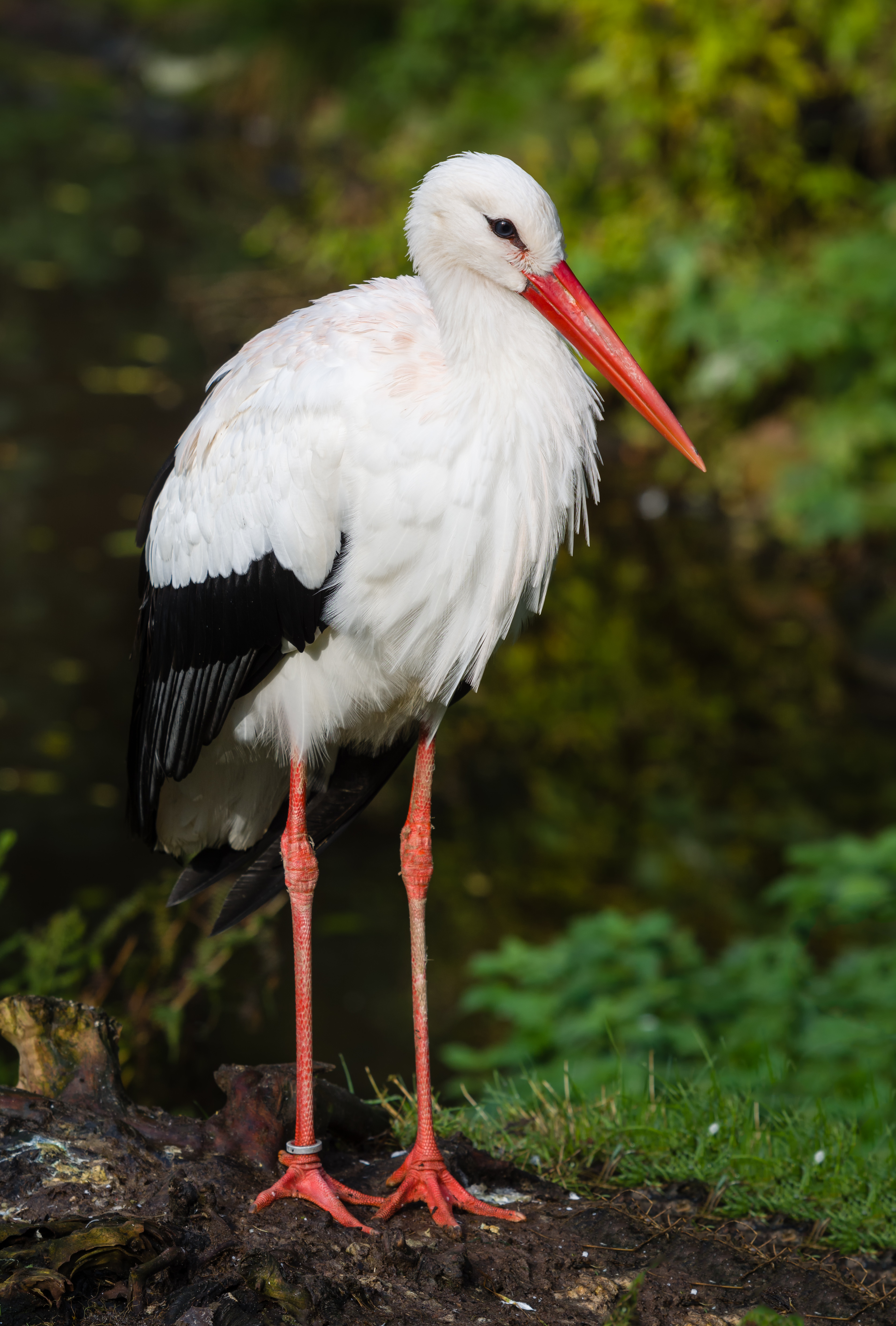 Weißstorch Walsrode 2014 02