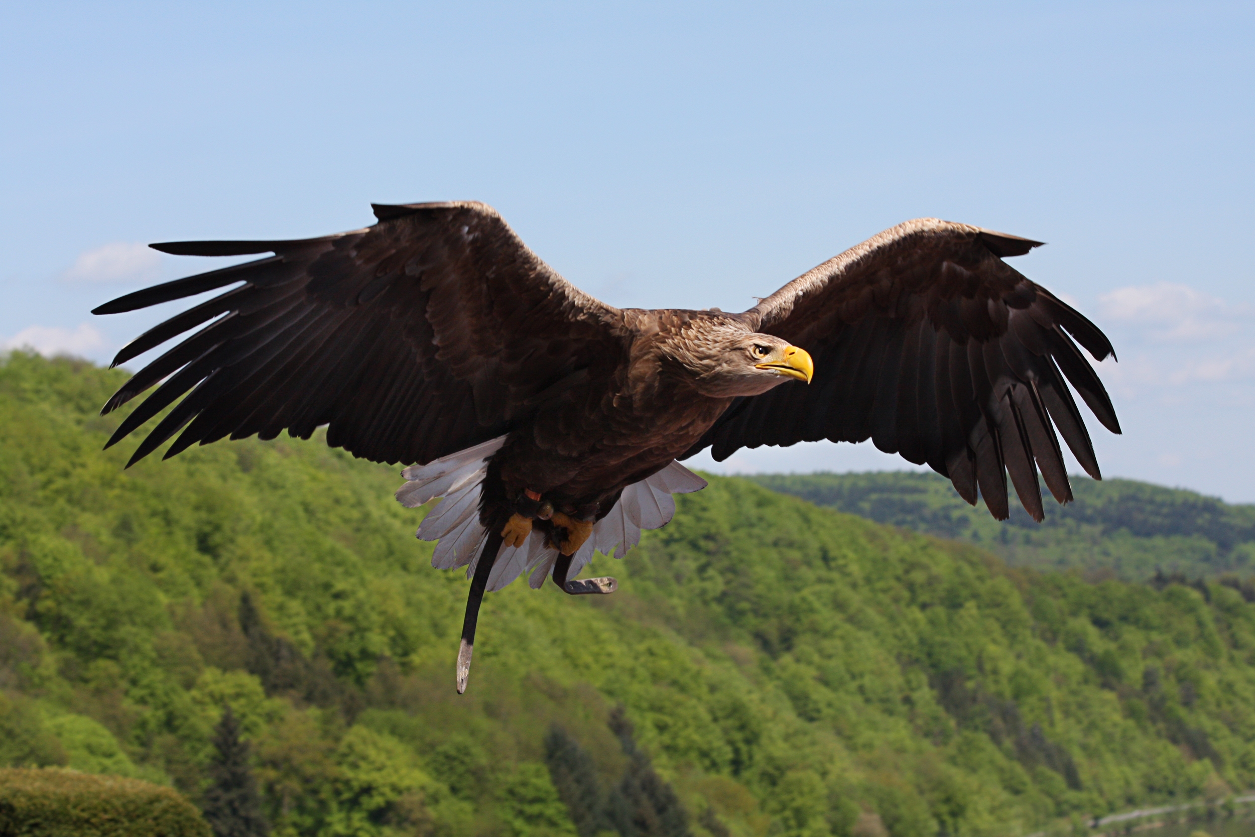 Weisskopf Seeadler haliaeetus leucocephalus 3 amk