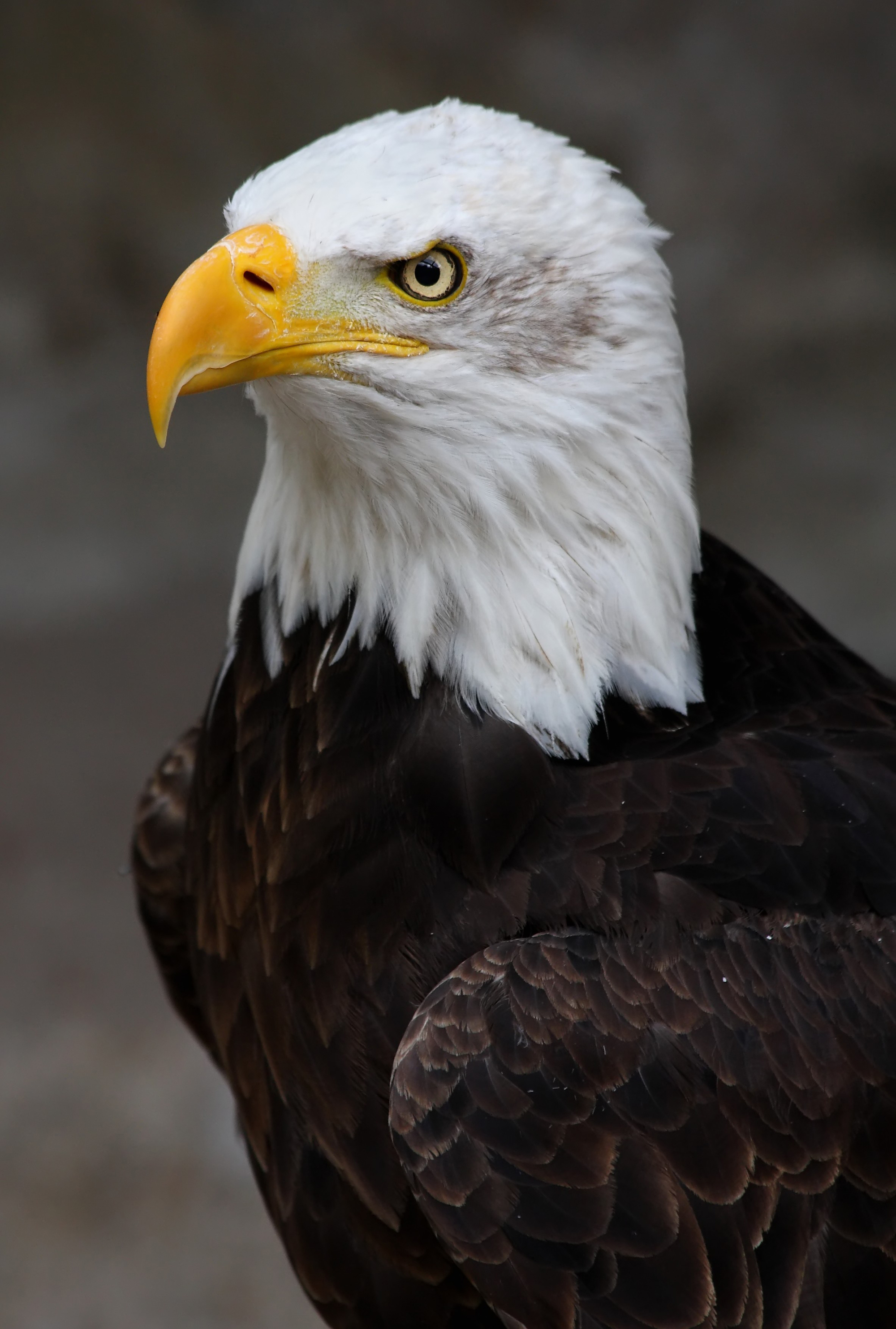 Weisskopf Seeadler haliaeetus leucocephalus 9 amk