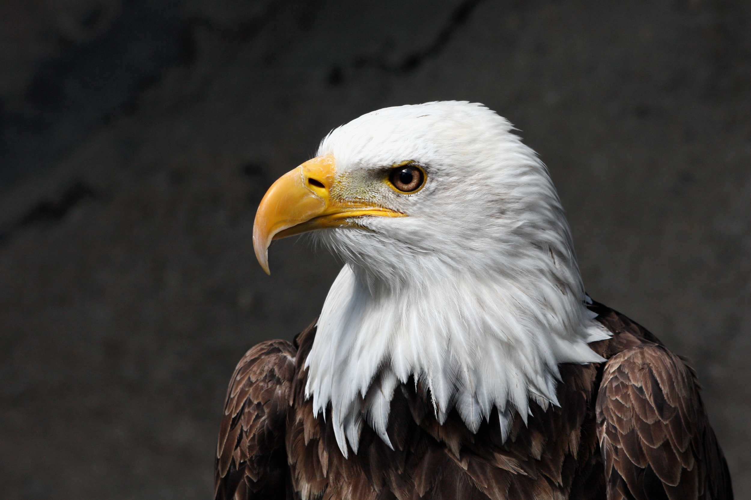 Weisskopf Seeadler haliaeetus leucocephalus amk