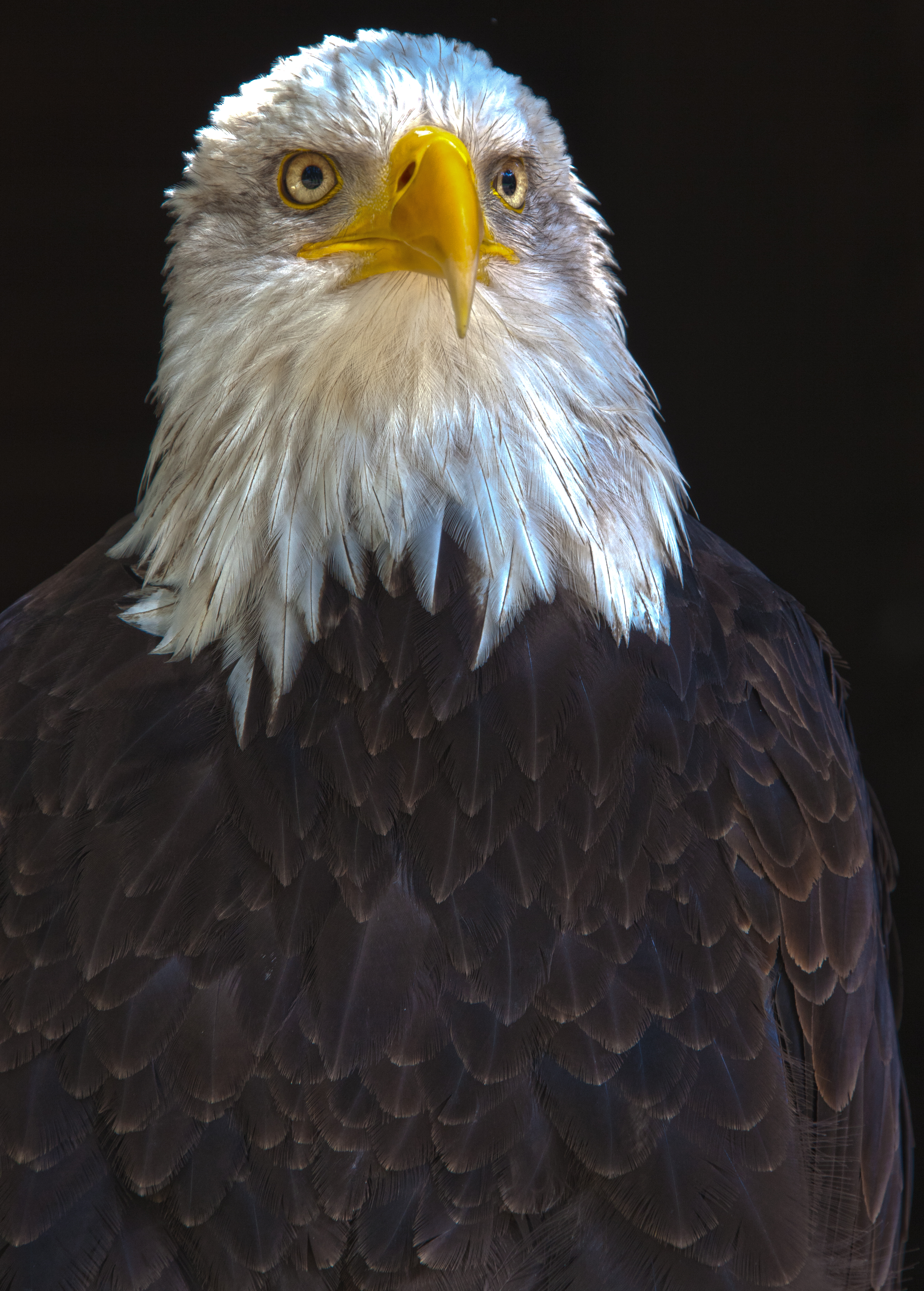 Weisskopfseeadler-1