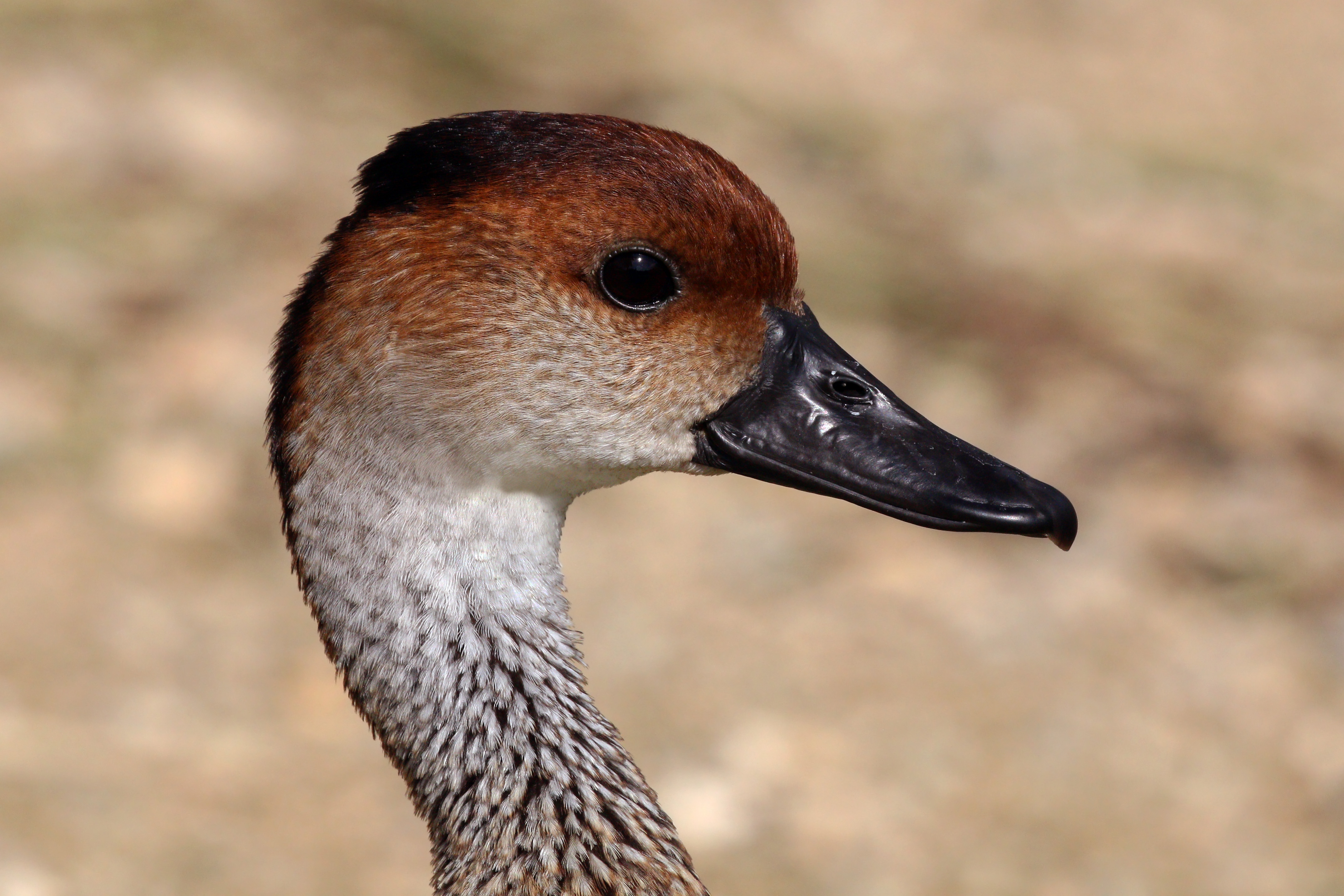 West Indian whistling duck (Dendrocygna arborea) head