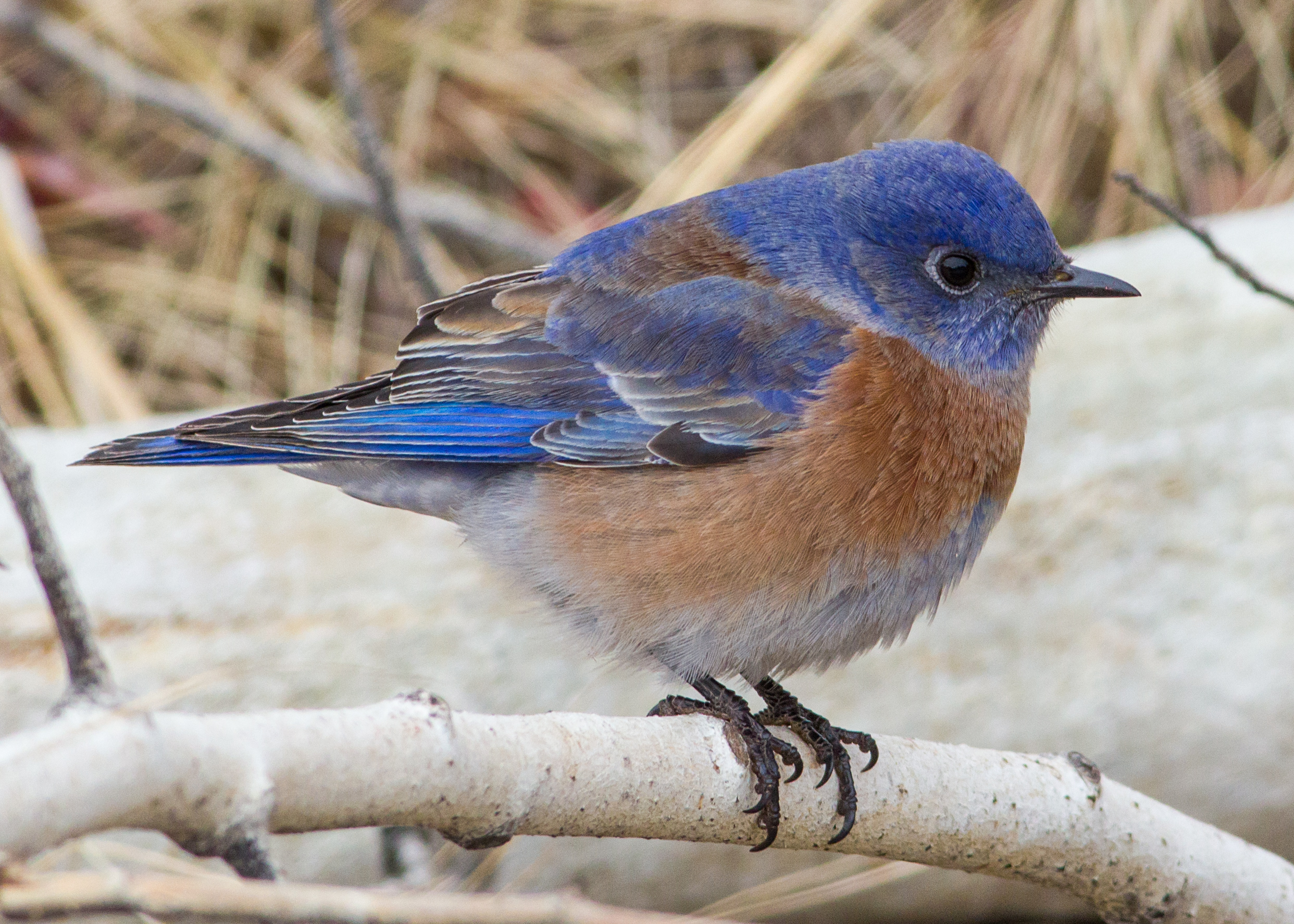 Western.male