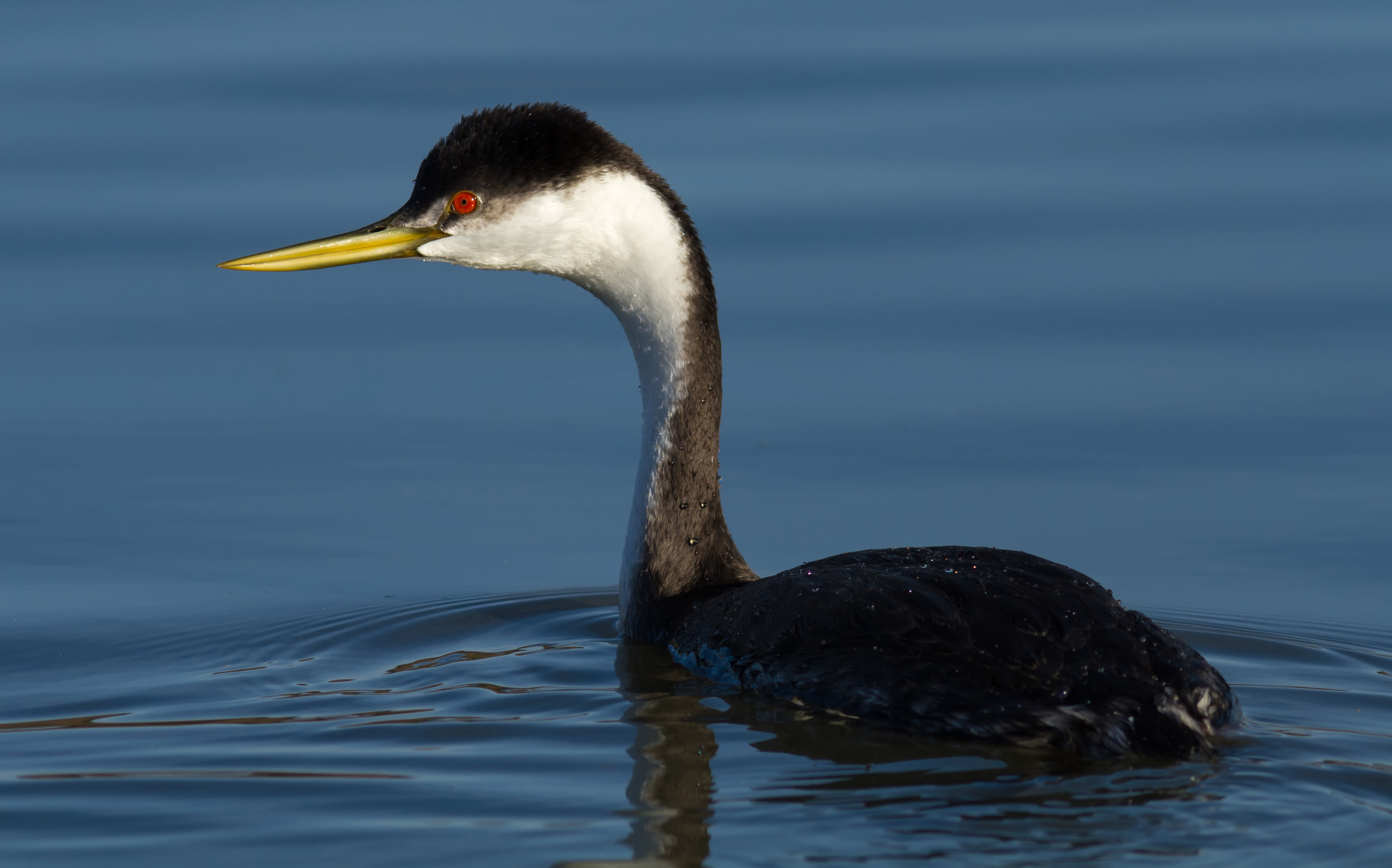 Western Grebe (Aechmophorus occidentalis), Corte Madera