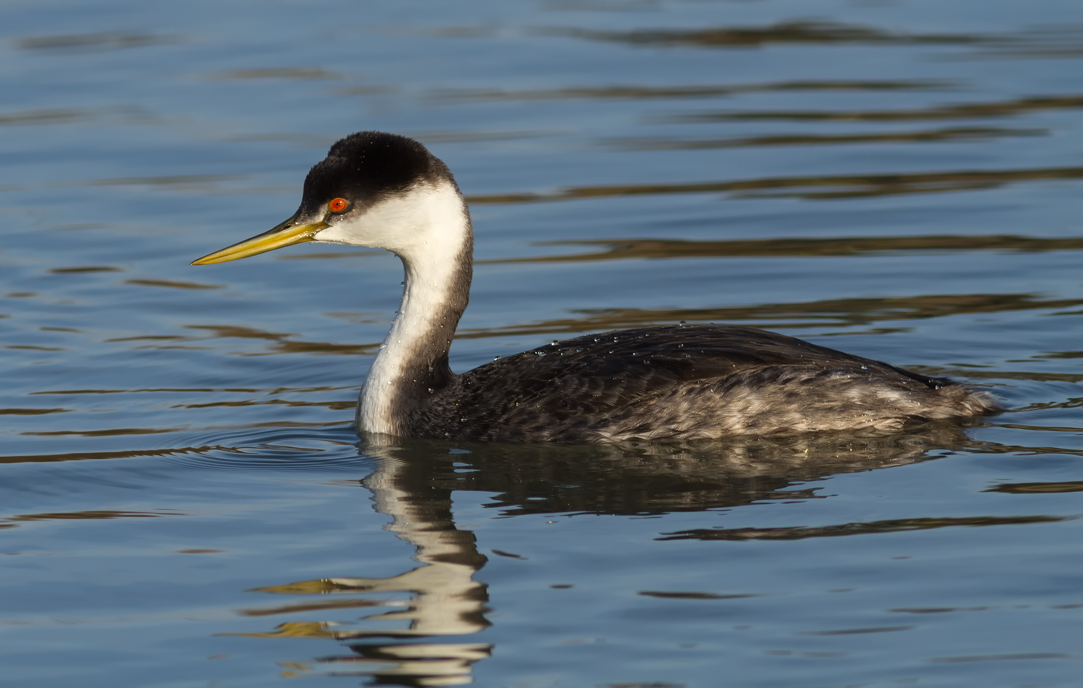 Western Grebe (Aechmophorus occidentalis) IV