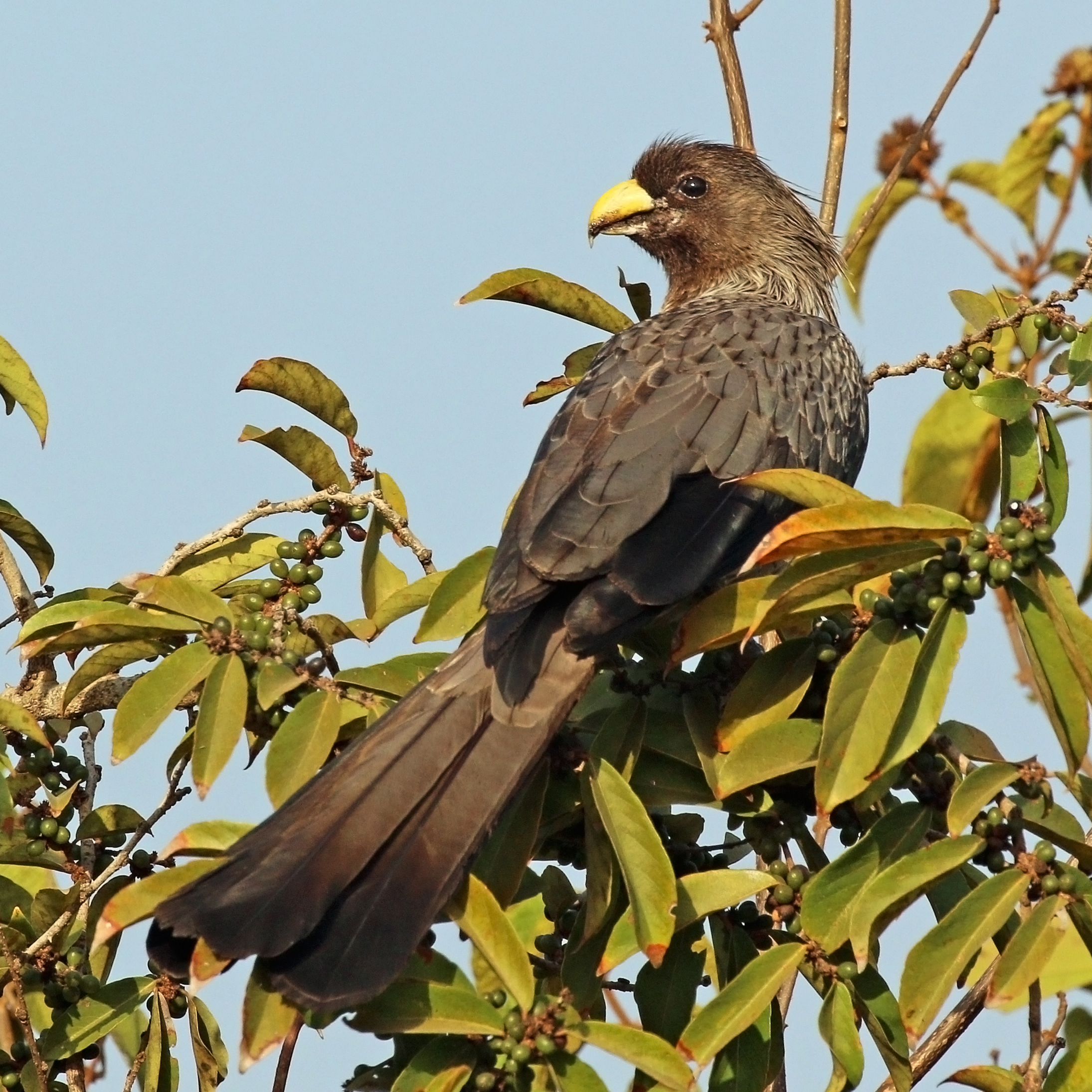Western grey plantain-eater (Crinifer piscator)