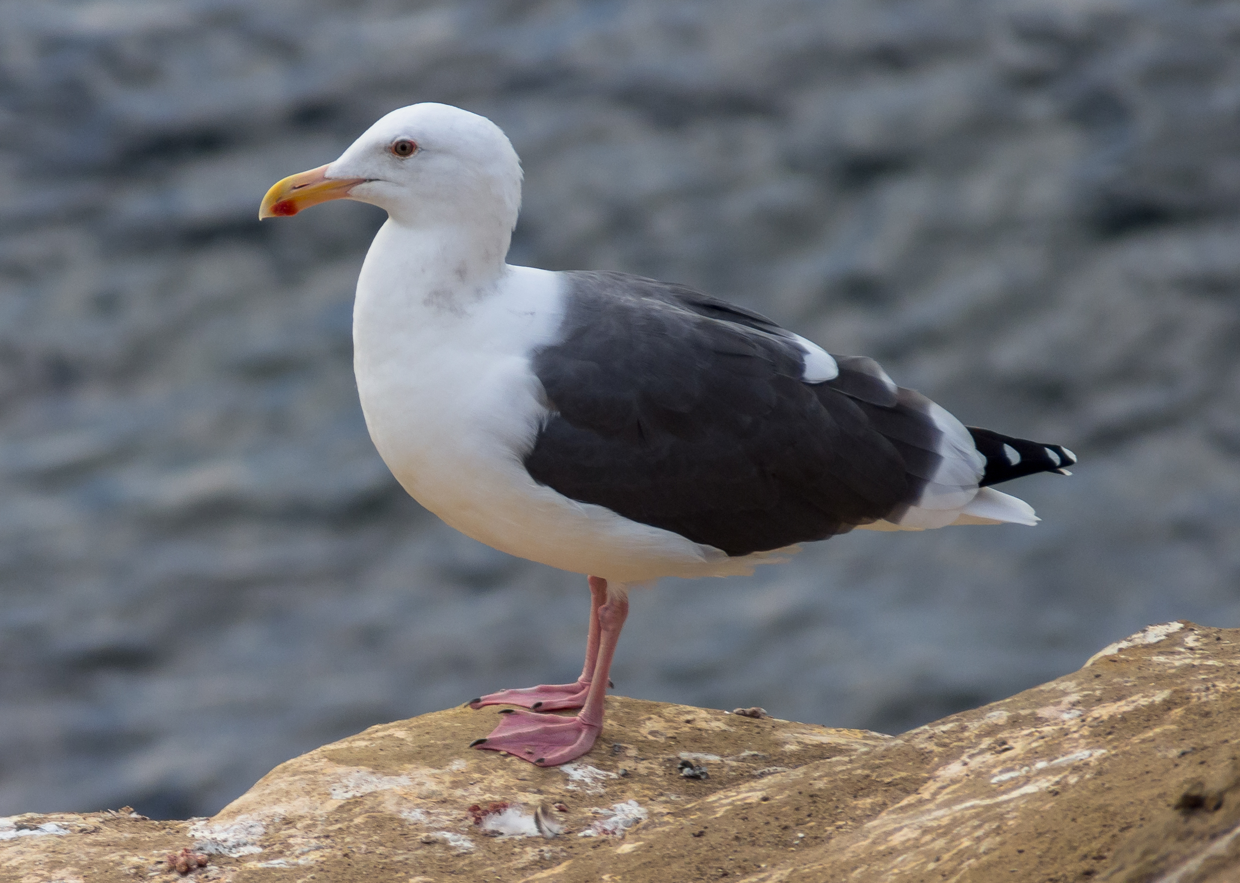 Western gull in La Jolla (70762)