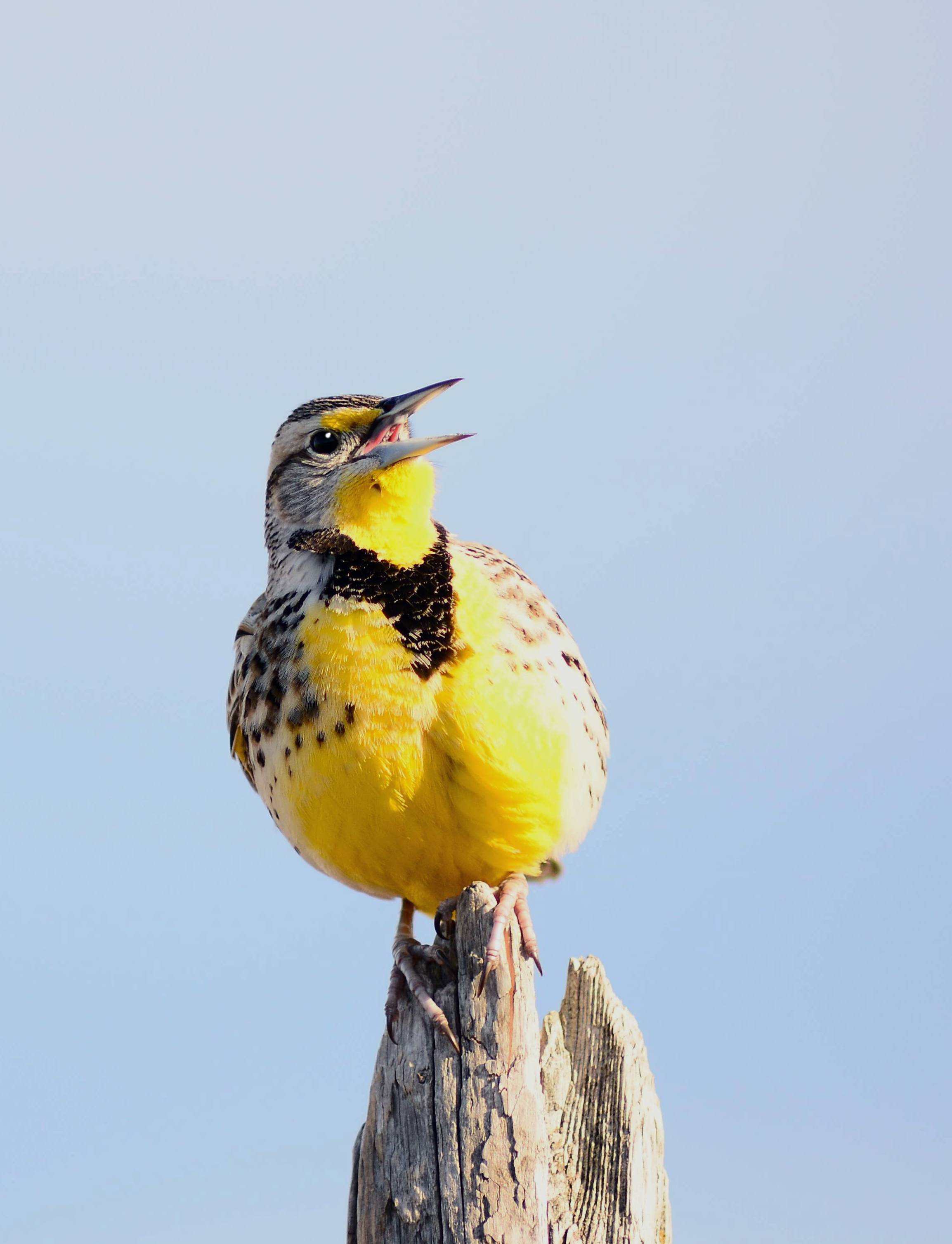 Western Meadowlark (26023394532)
