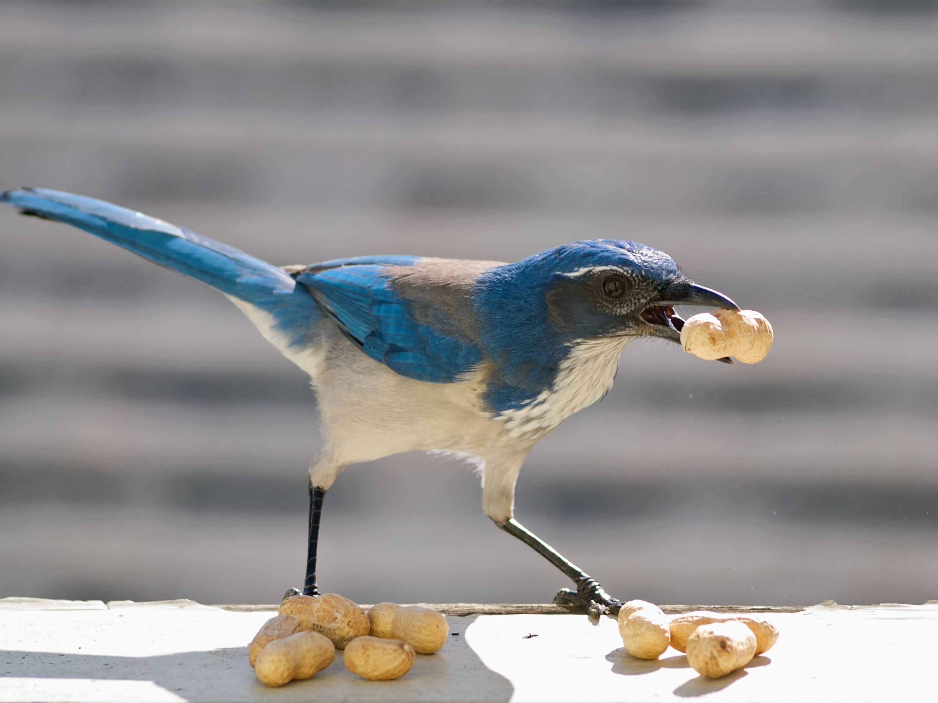 Western Scrub Jay