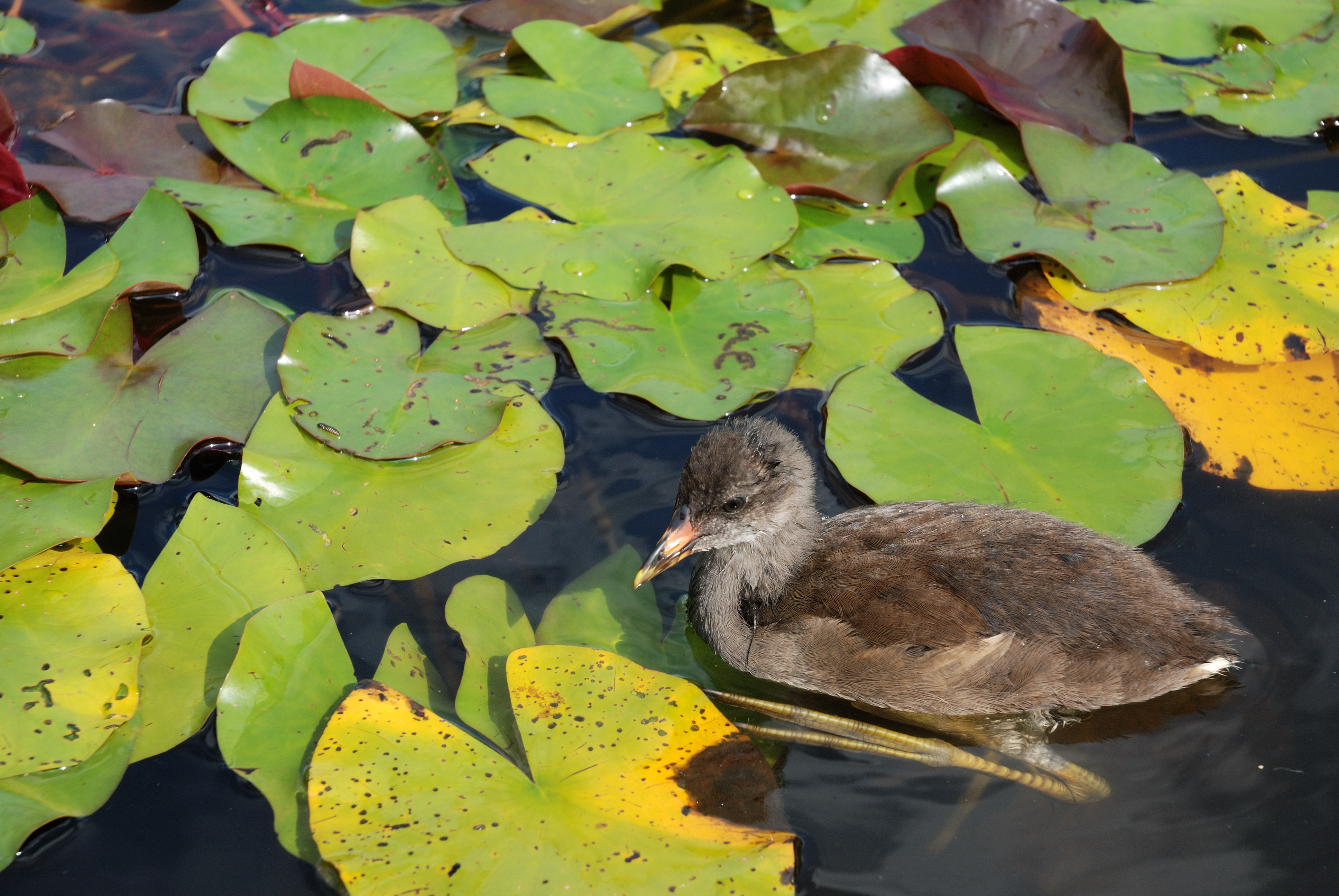 Westfalenpark-100818-16933-Gallinula-chloro