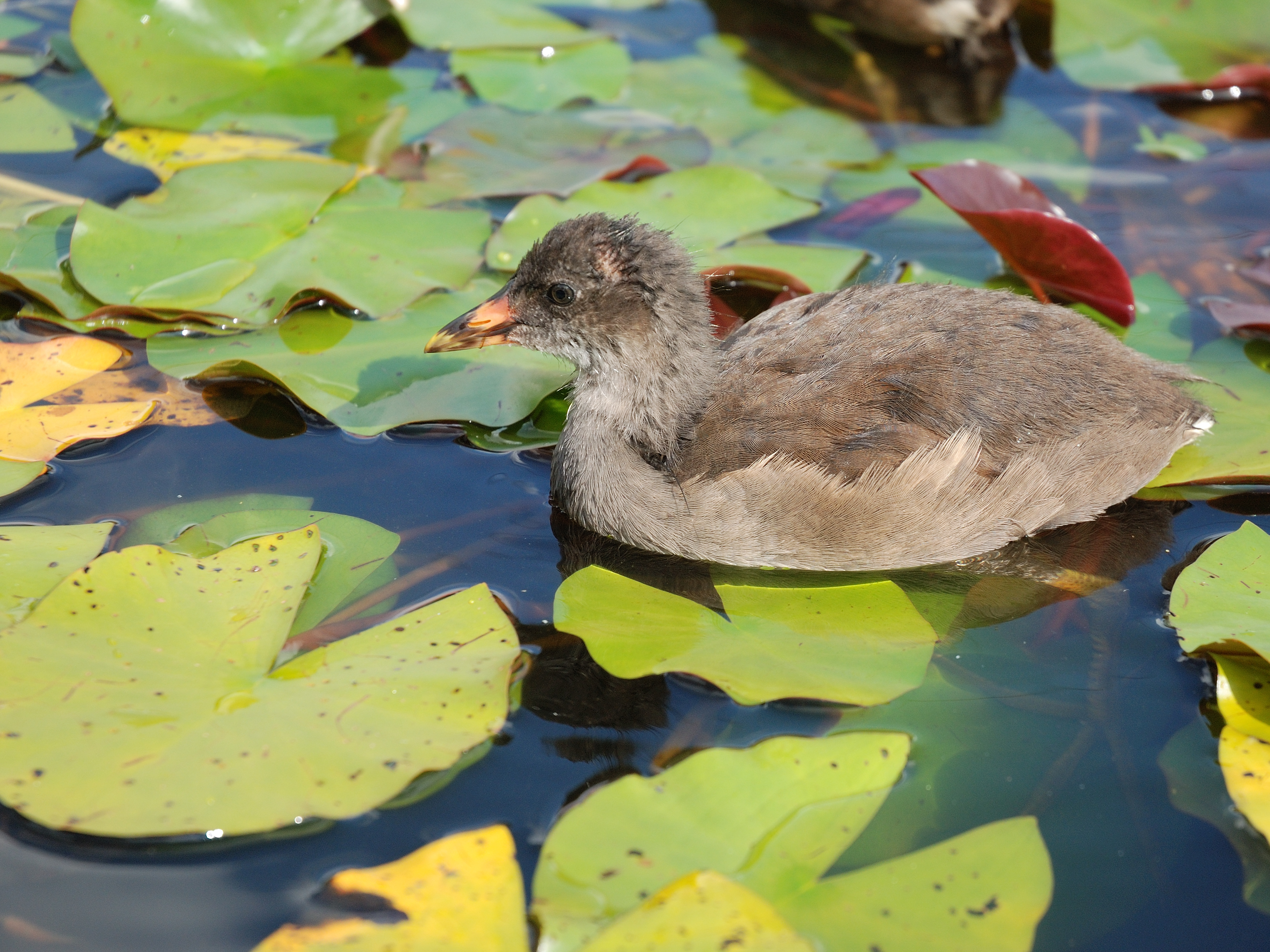 Westfalenpark-100818-16994-Gallinula-chloro