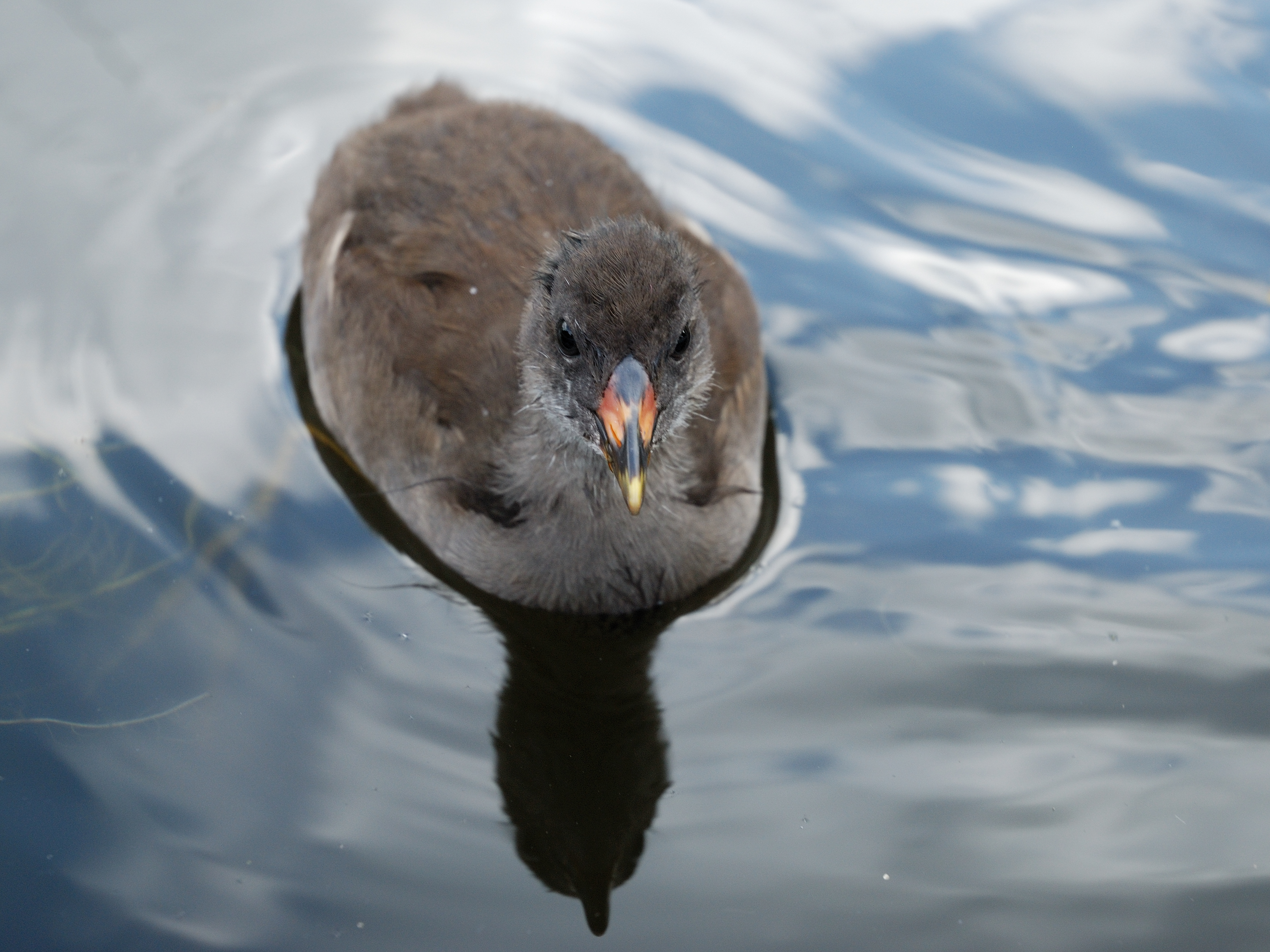 Westfalenpark-100818-17069-Gallinula-chloro