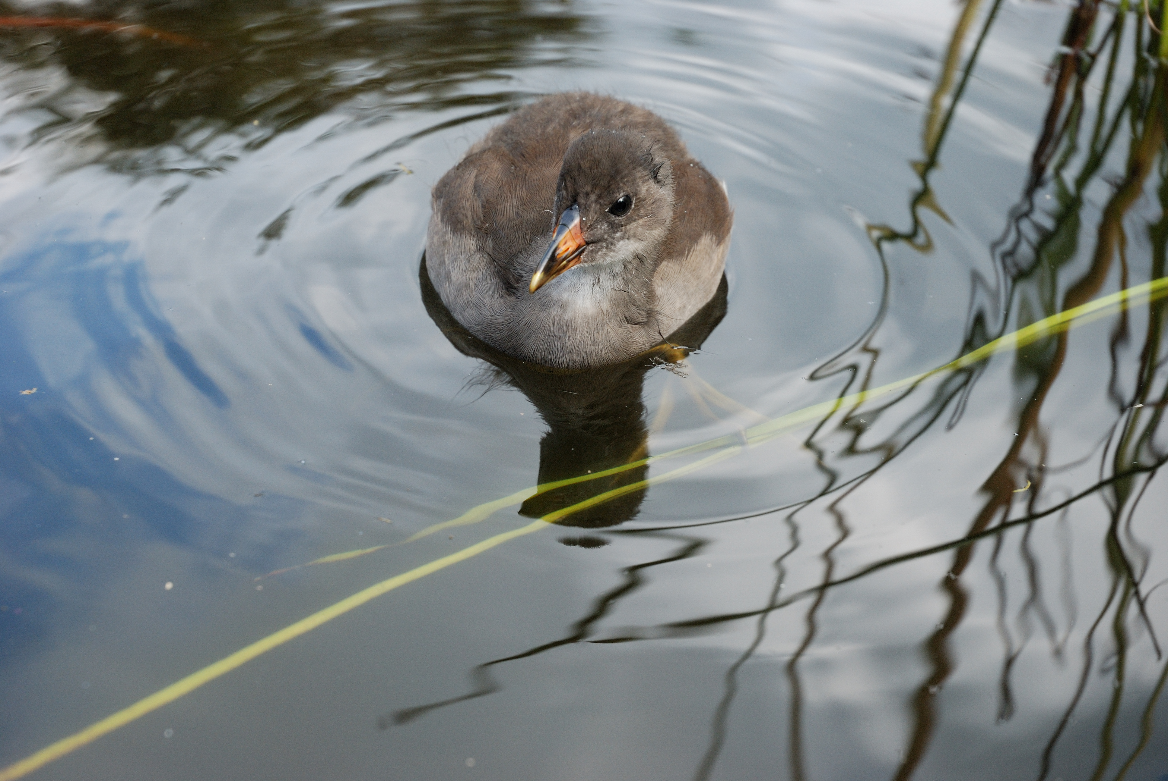 Westfalenpark-100818-17208-Gallinula-chloro