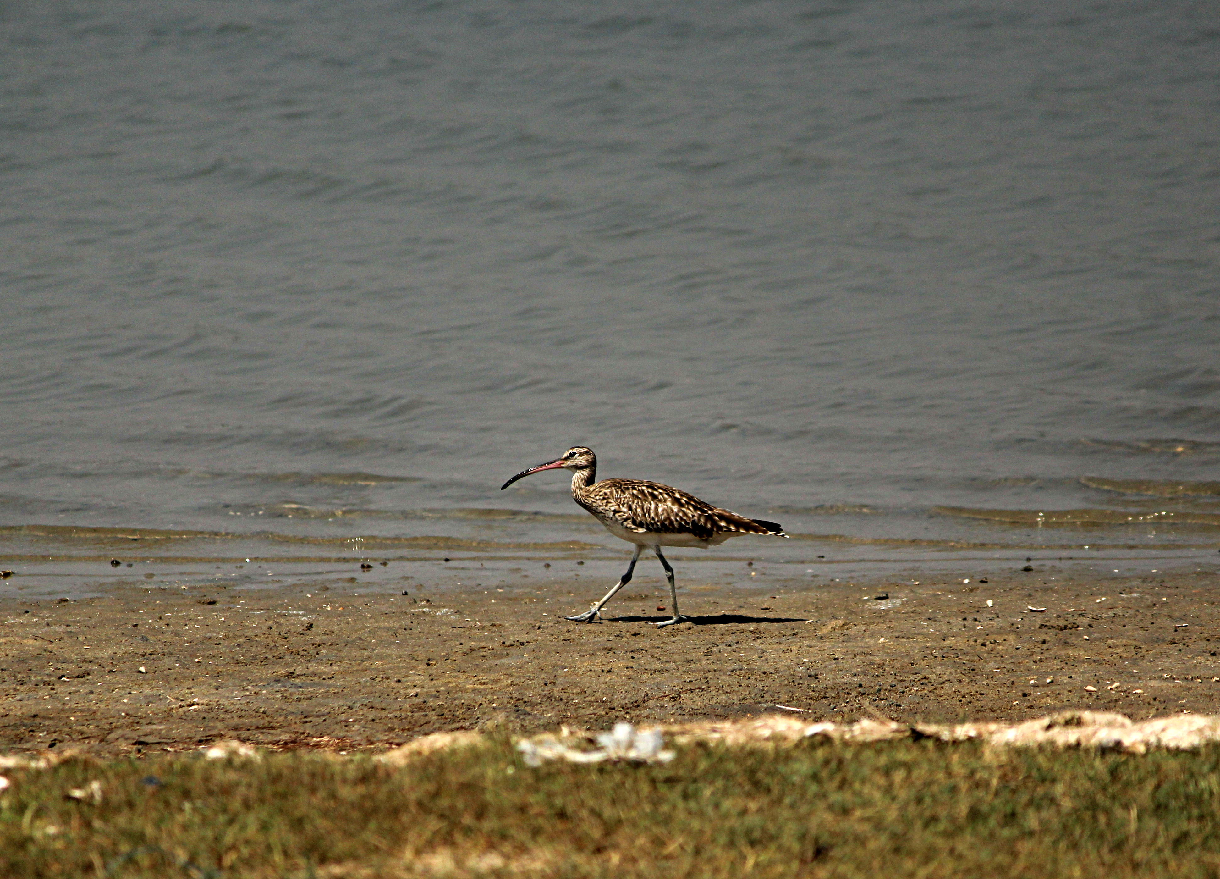 Whimbrel (Numenius phaeopus) from Villupuram dt IMG 4076