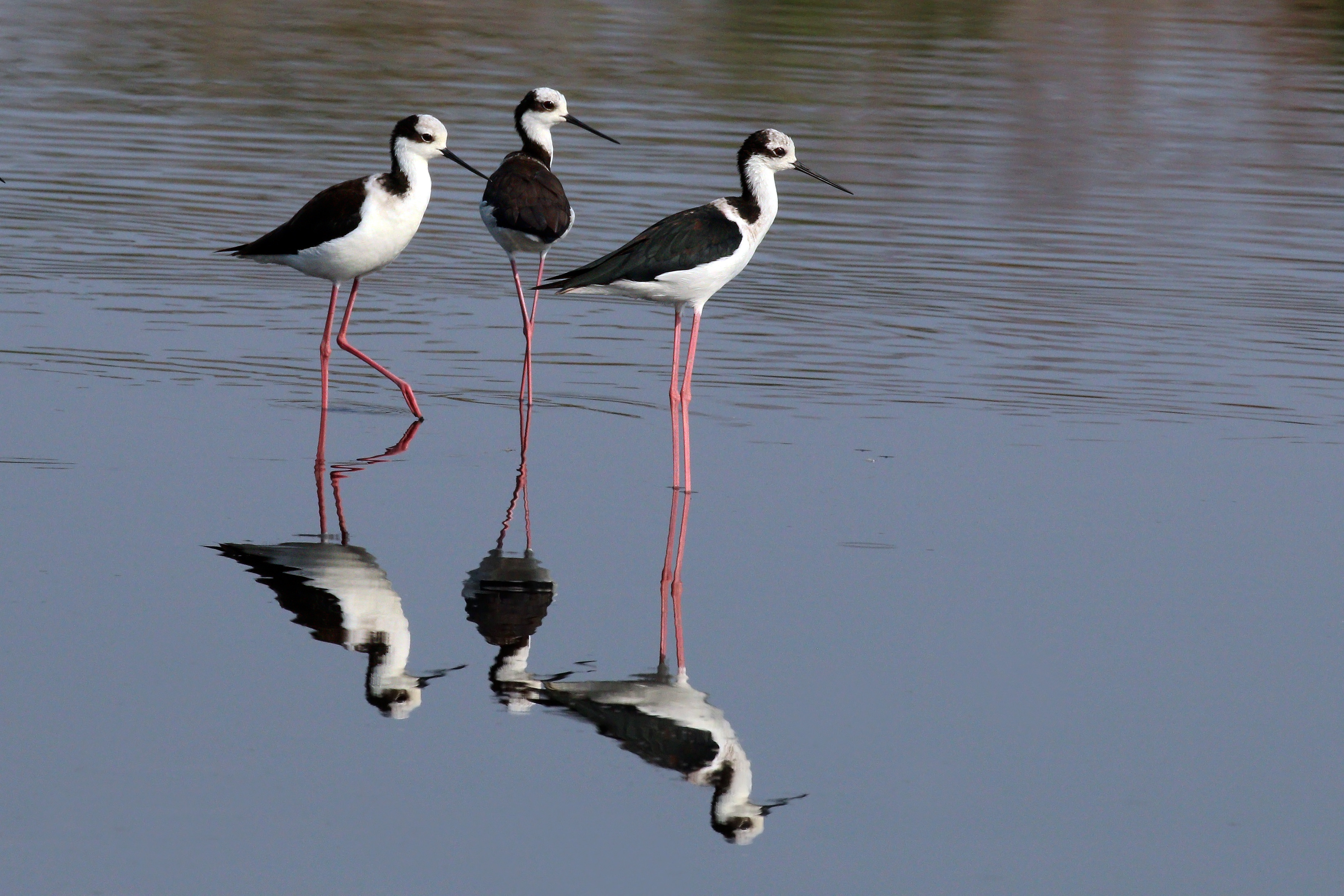 White-backed stilts (Himantopus melanurus)