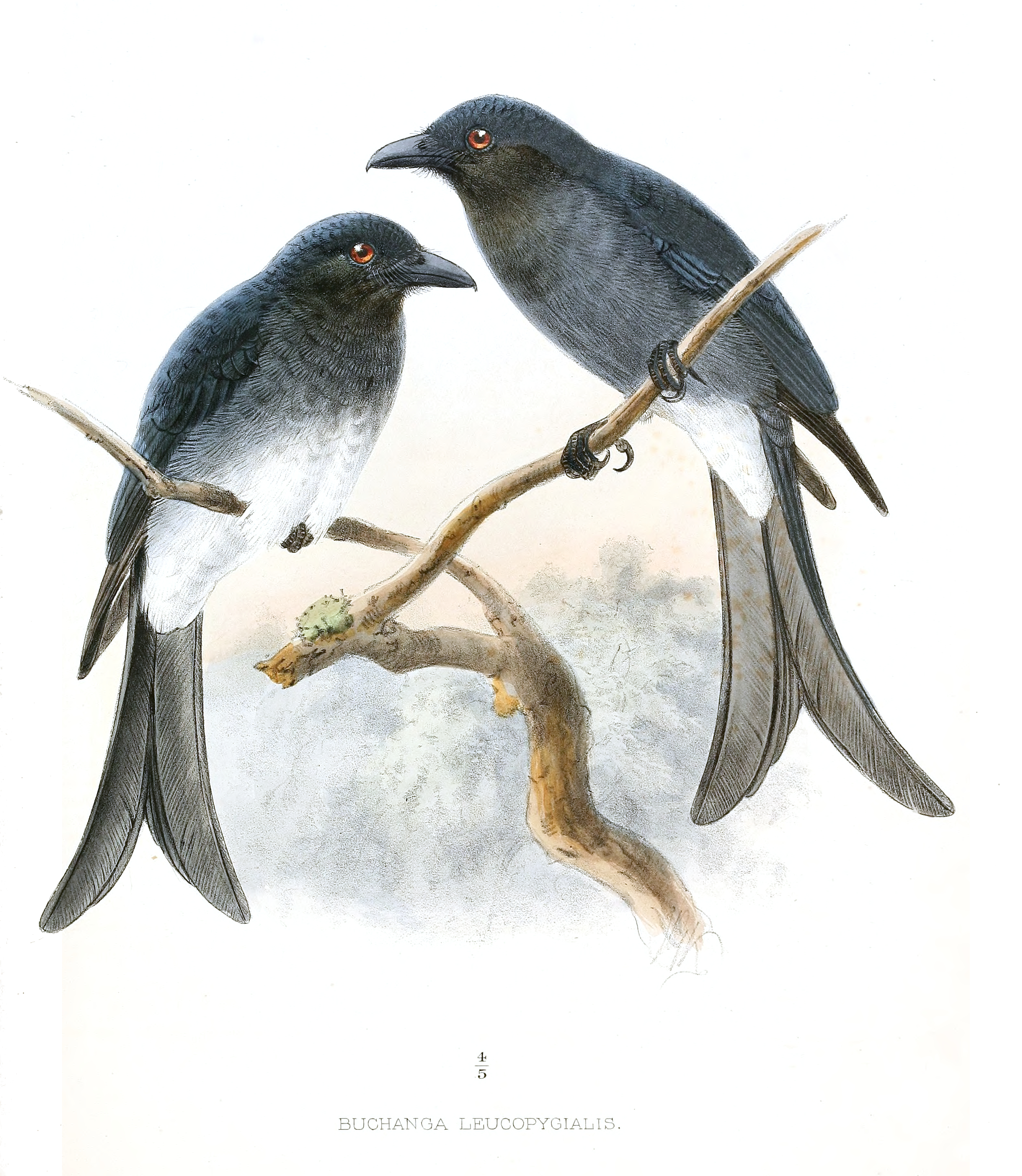 White-bellied Drongo