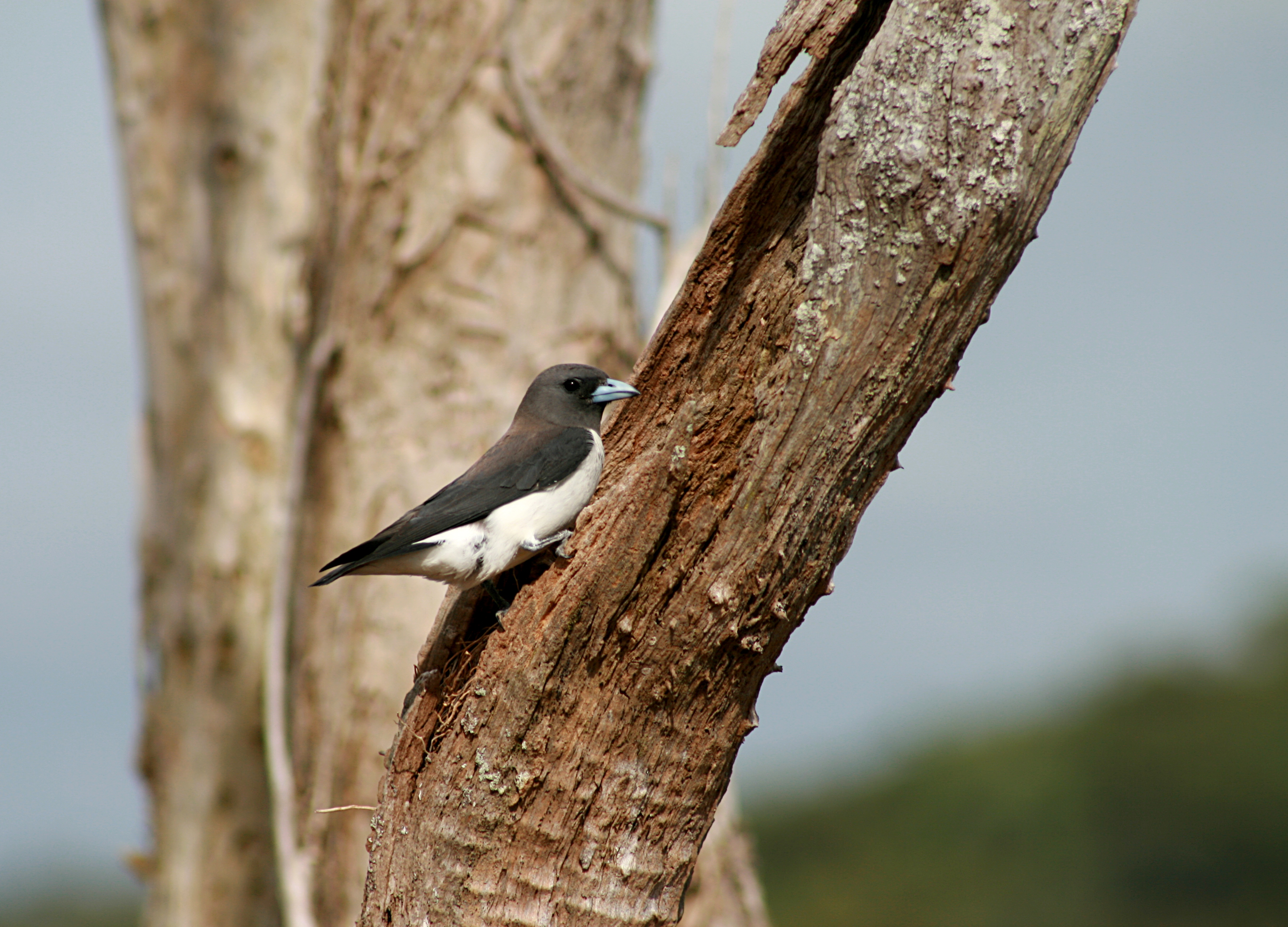 White-breasted Woodswallow at nest