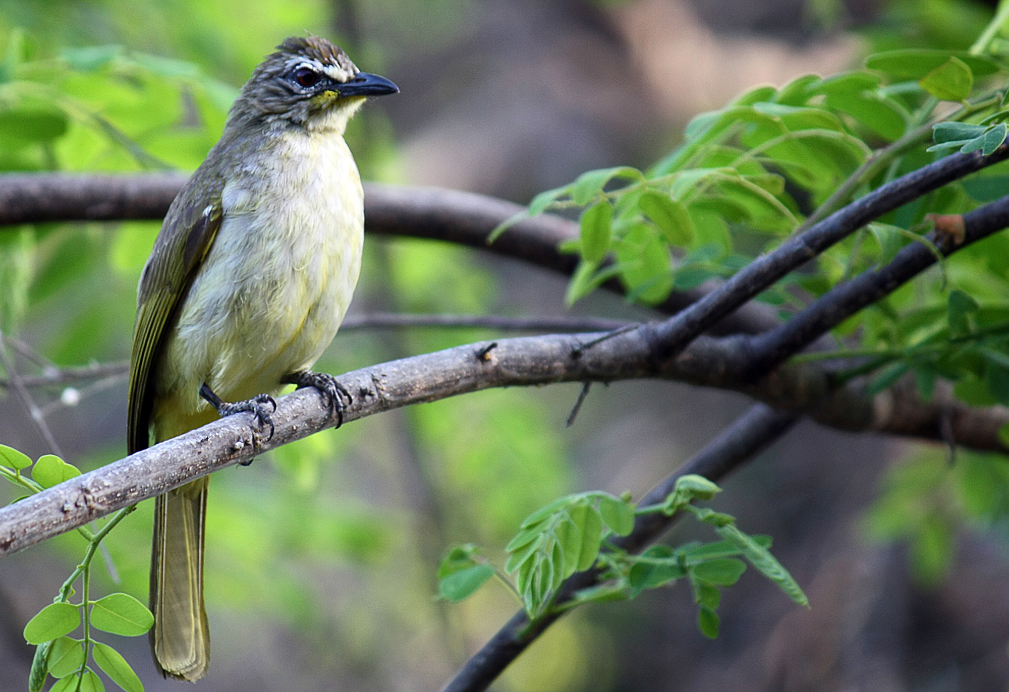 White-browed Bulbul ( Pycnonotus luteolus)