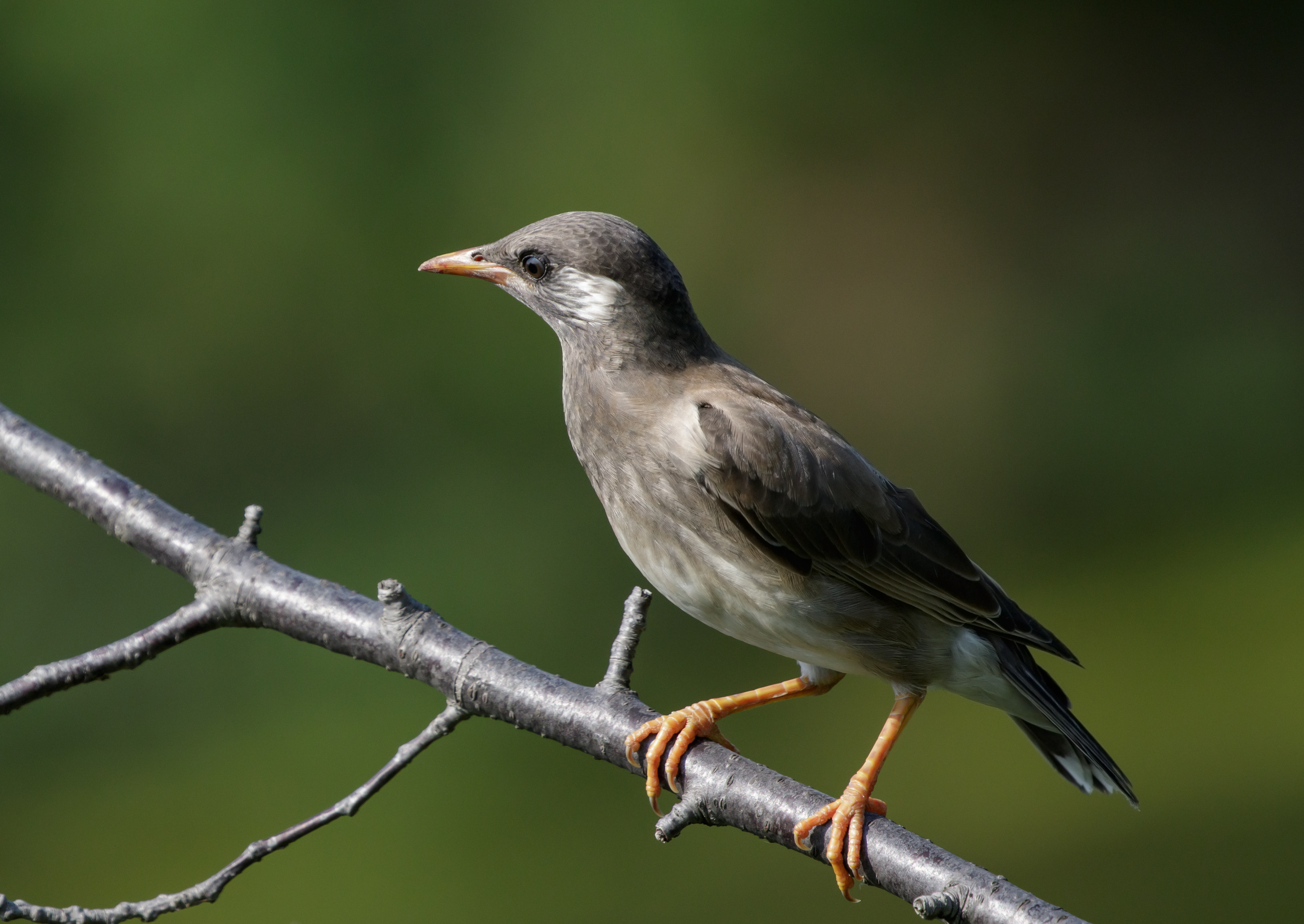 White-cheeked Starling at Tennōji Park in Osaka, June 2016