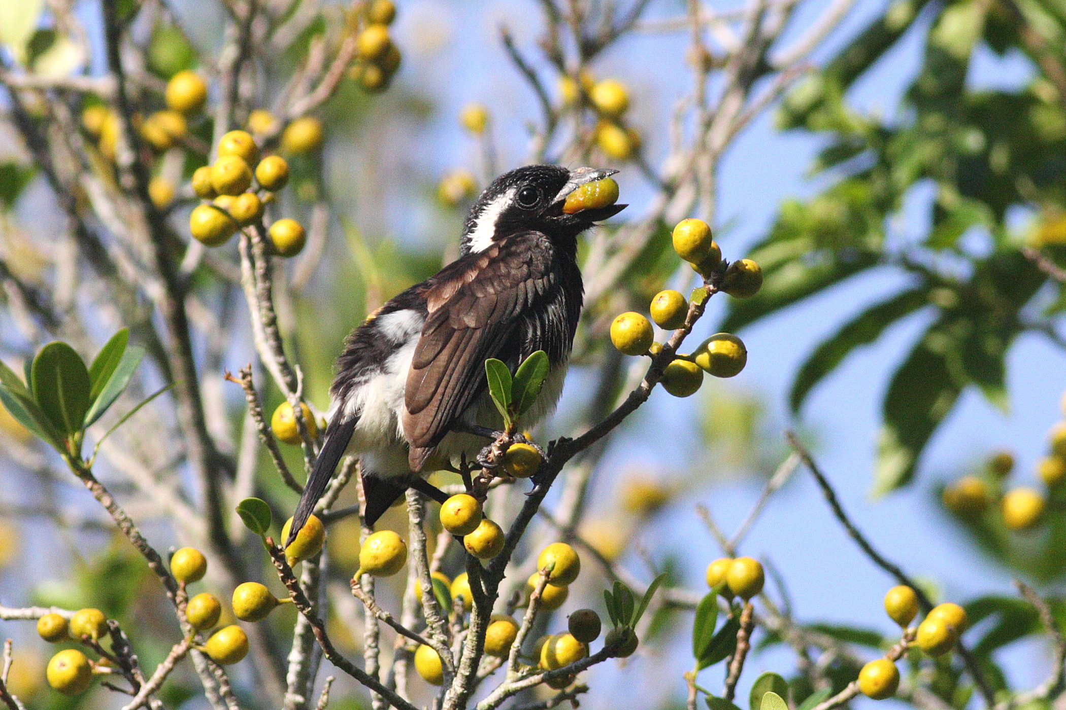 White-eared Barbet (Stactolaema leucotis) eating fruit