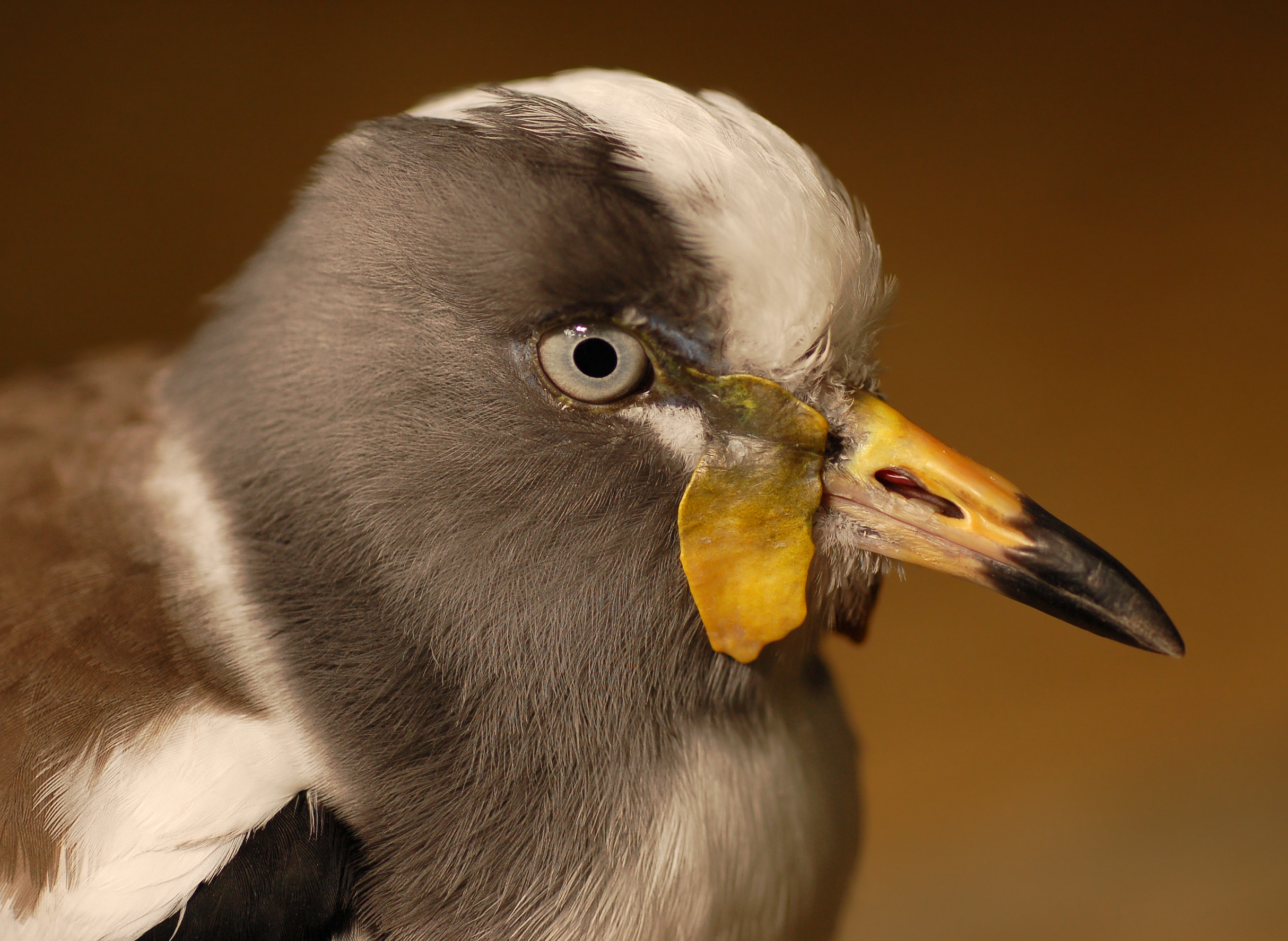 White-headed Lapwing Vanellus albiceps Head 2428px