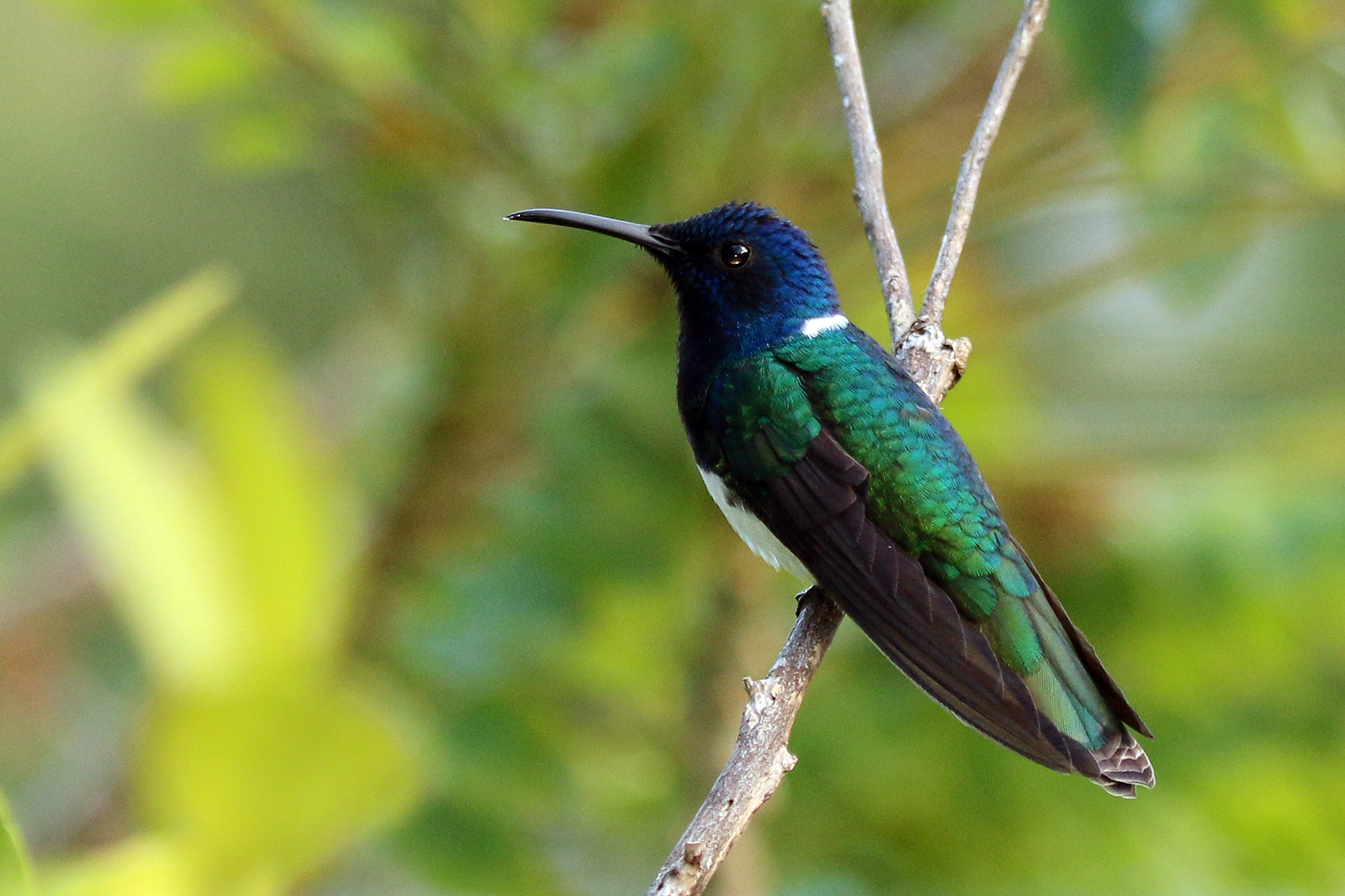 White-necked jacobin (Florisuga mellivora flabellifera) male To