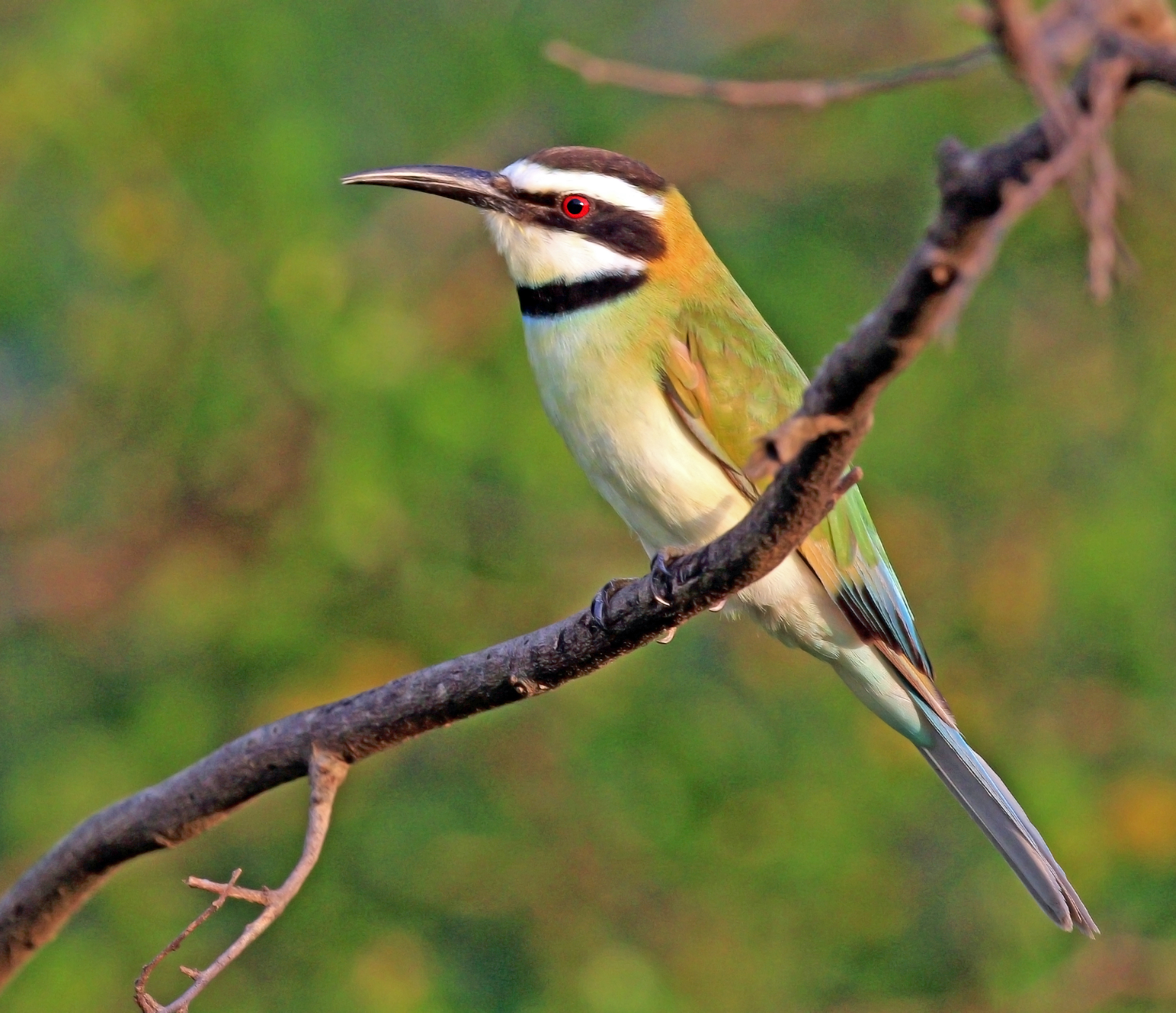 White-throated bee-eater (Merops albicollis) female