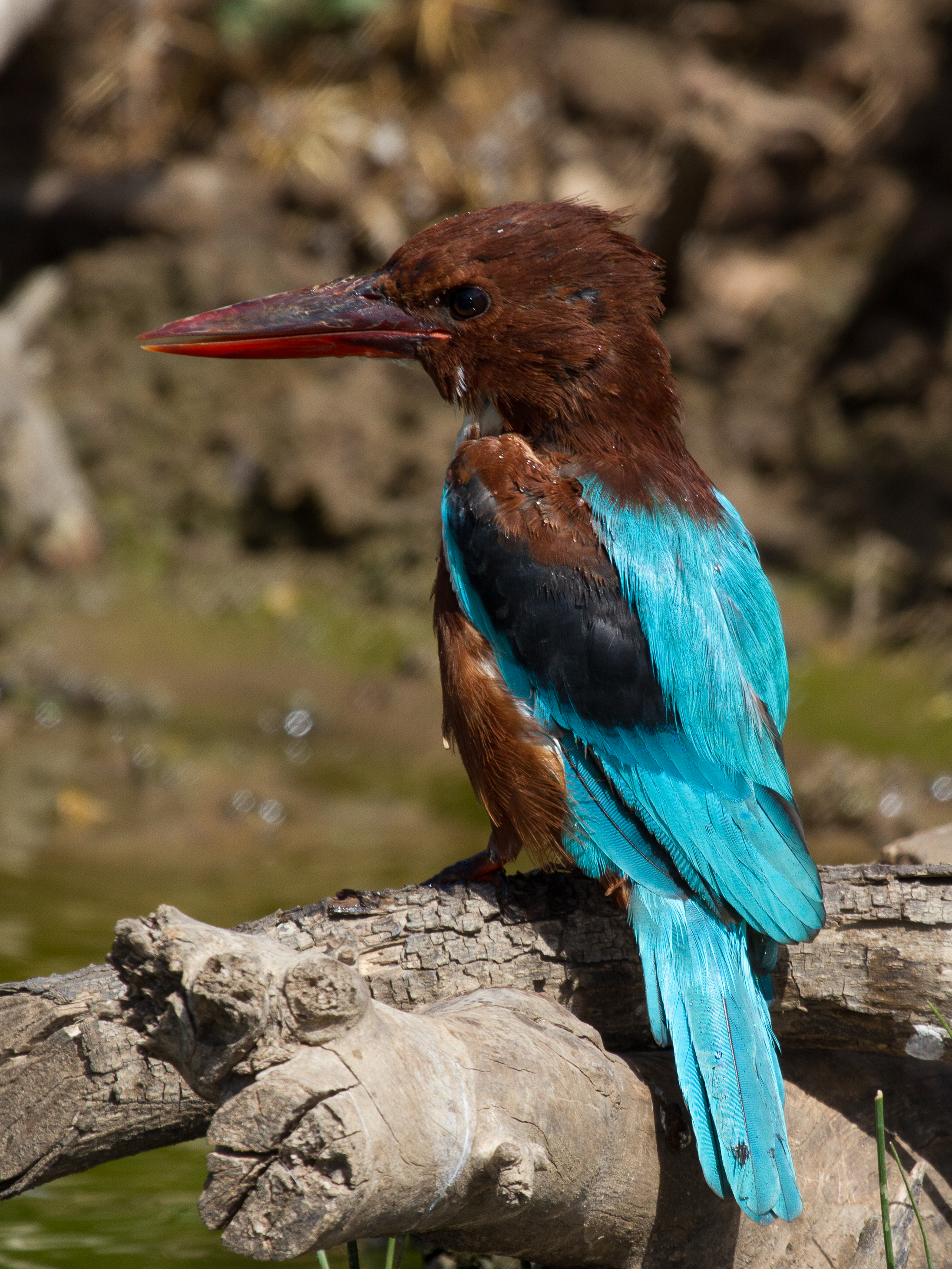 White-throated kingfisher from behind