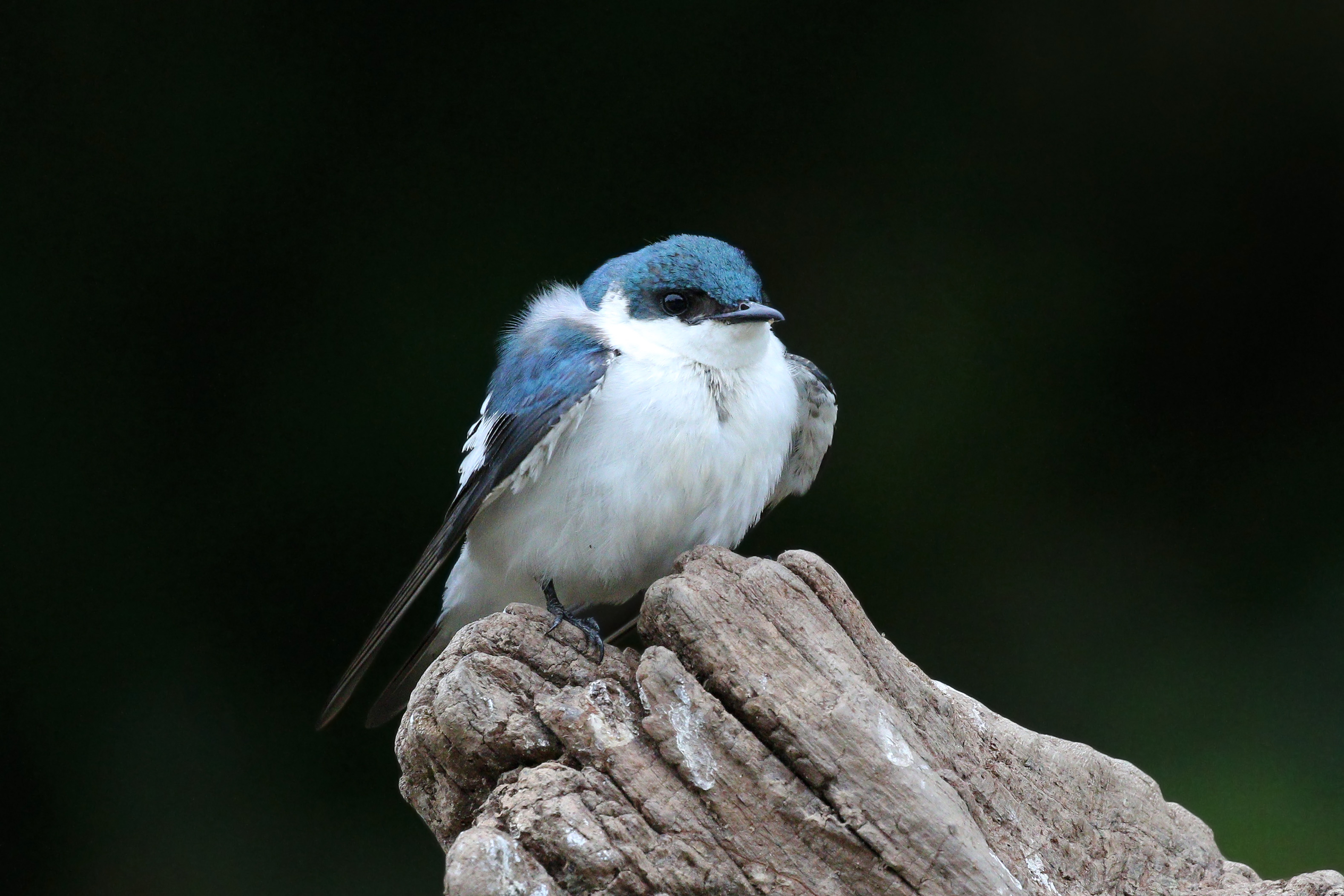 White-winged swallow (Tachycineta albiventer) juvenile