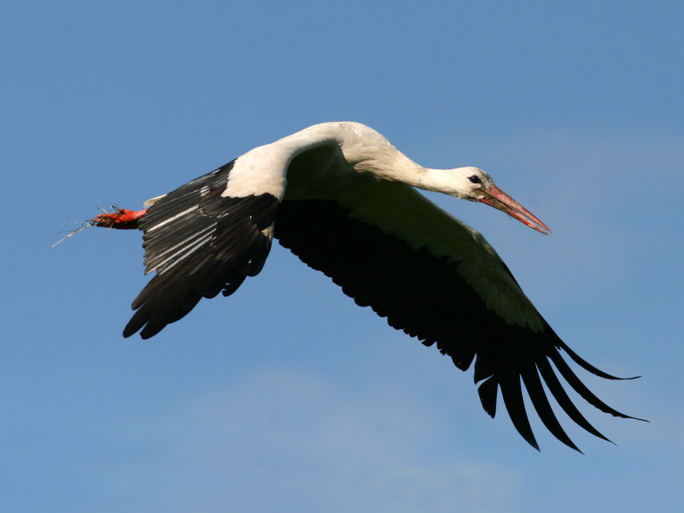 White Stork (Ciconia ciconia) (4)