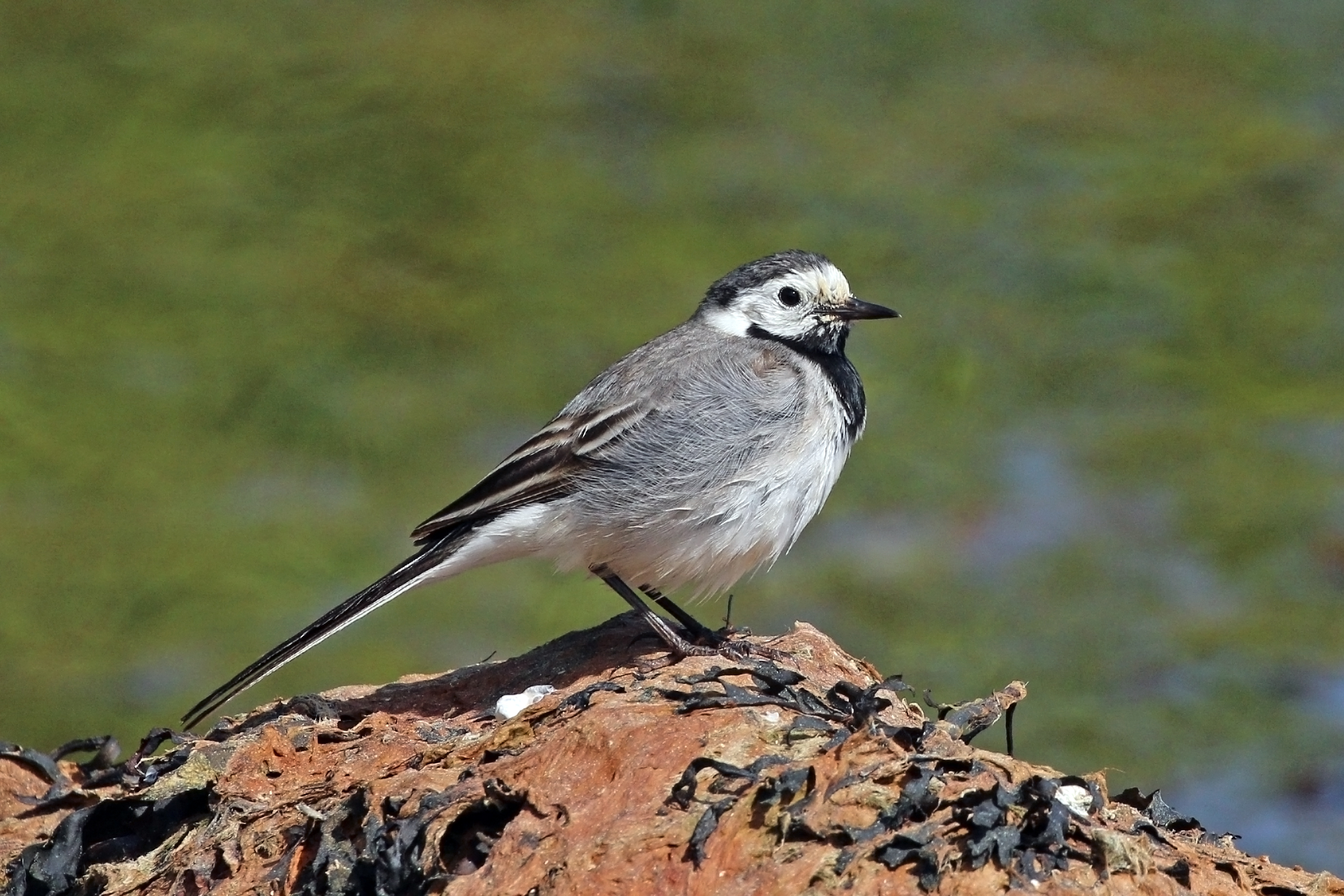 White wagtail (Motacilla alba alba)