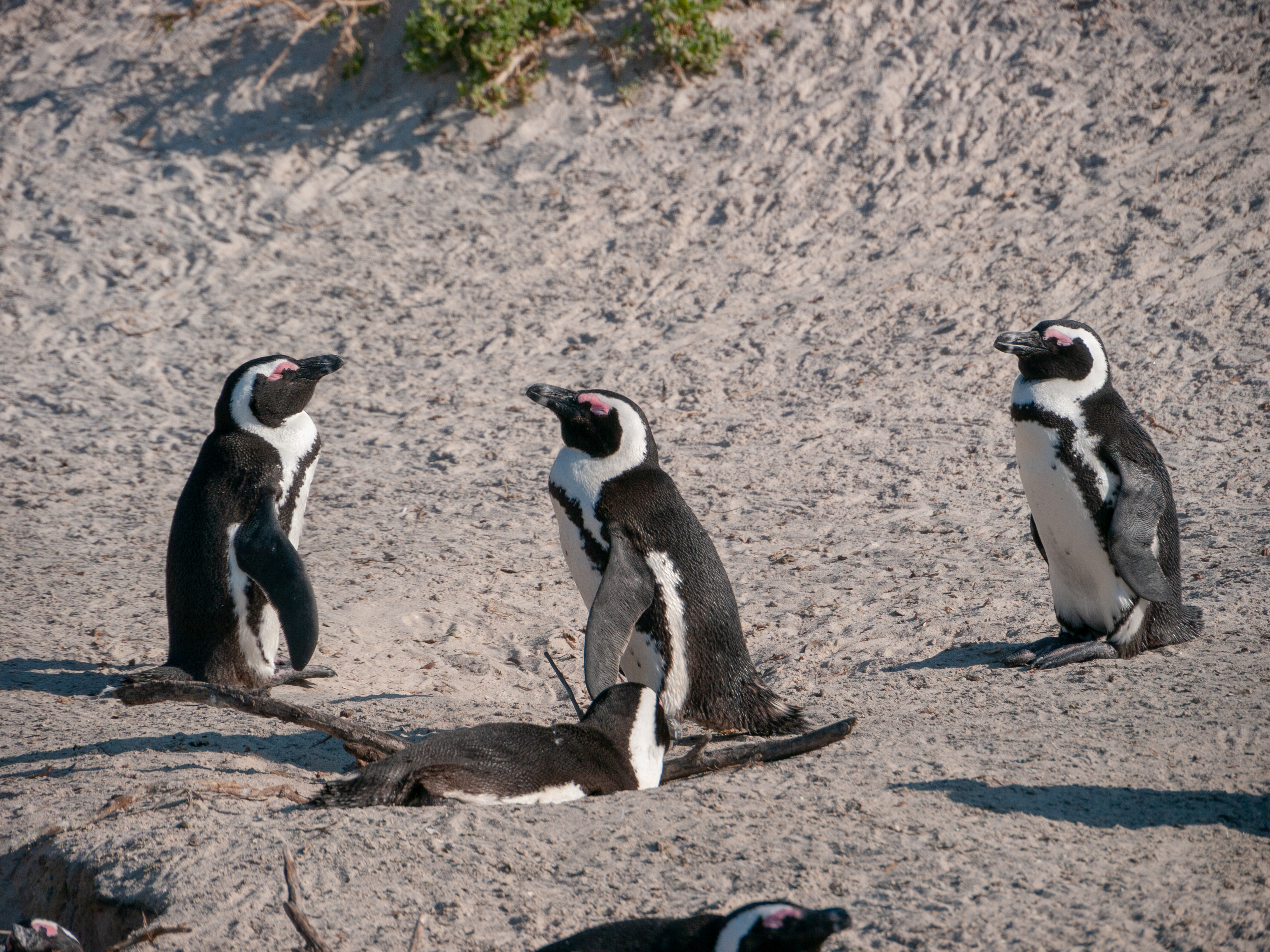 Wikimania 2018, Cape Town ( 1050599)