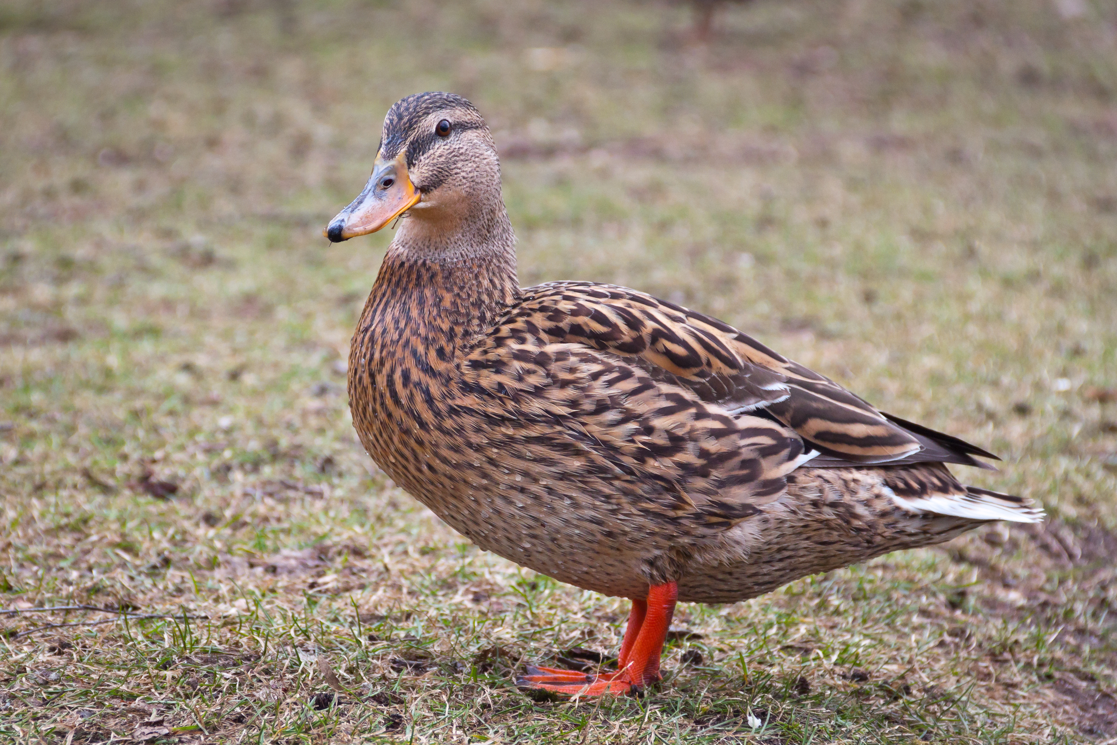 Wild Duck-161-Nürnberg 2013 MG 4355