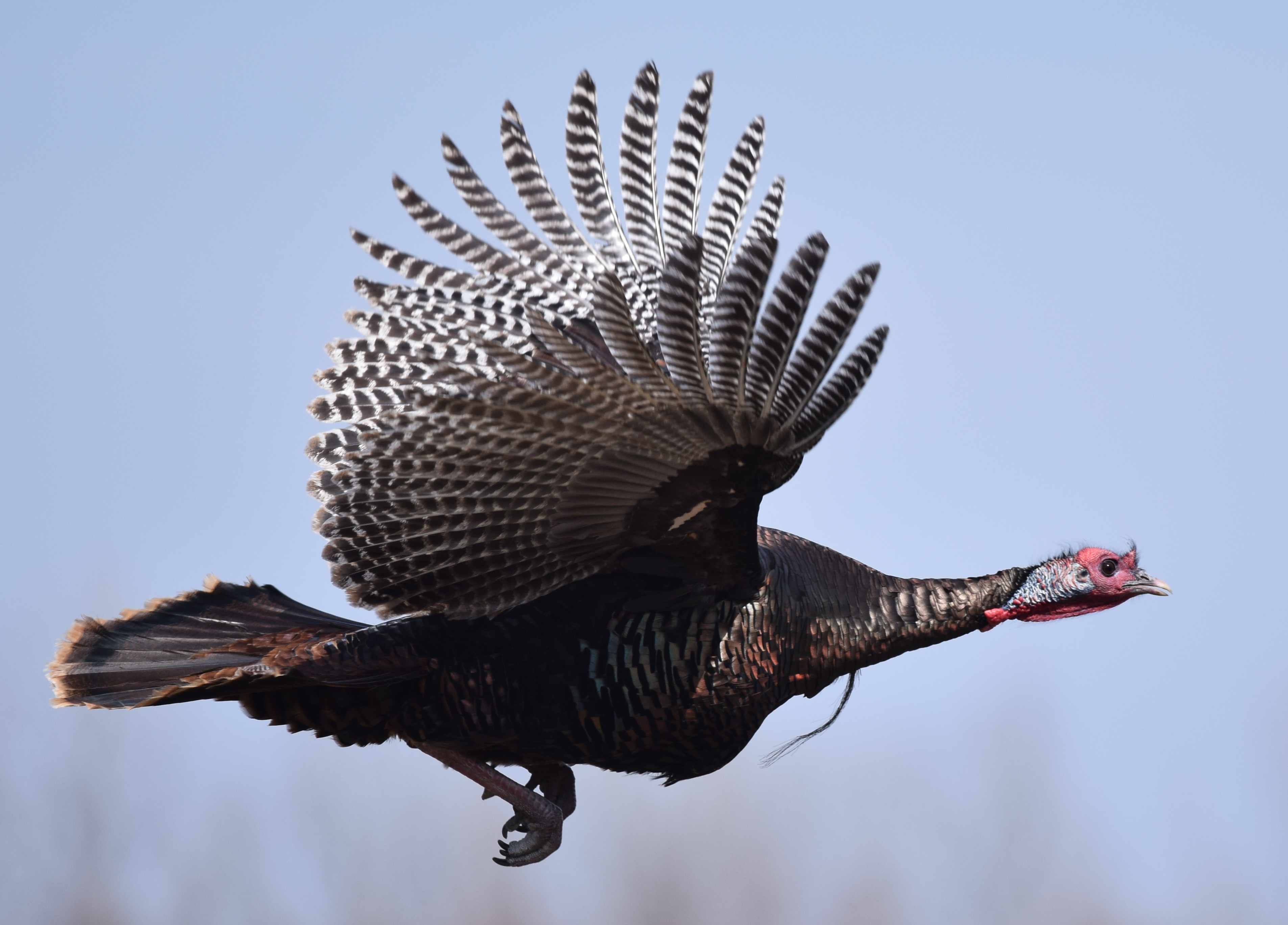 Wild Turkey (25473218982)