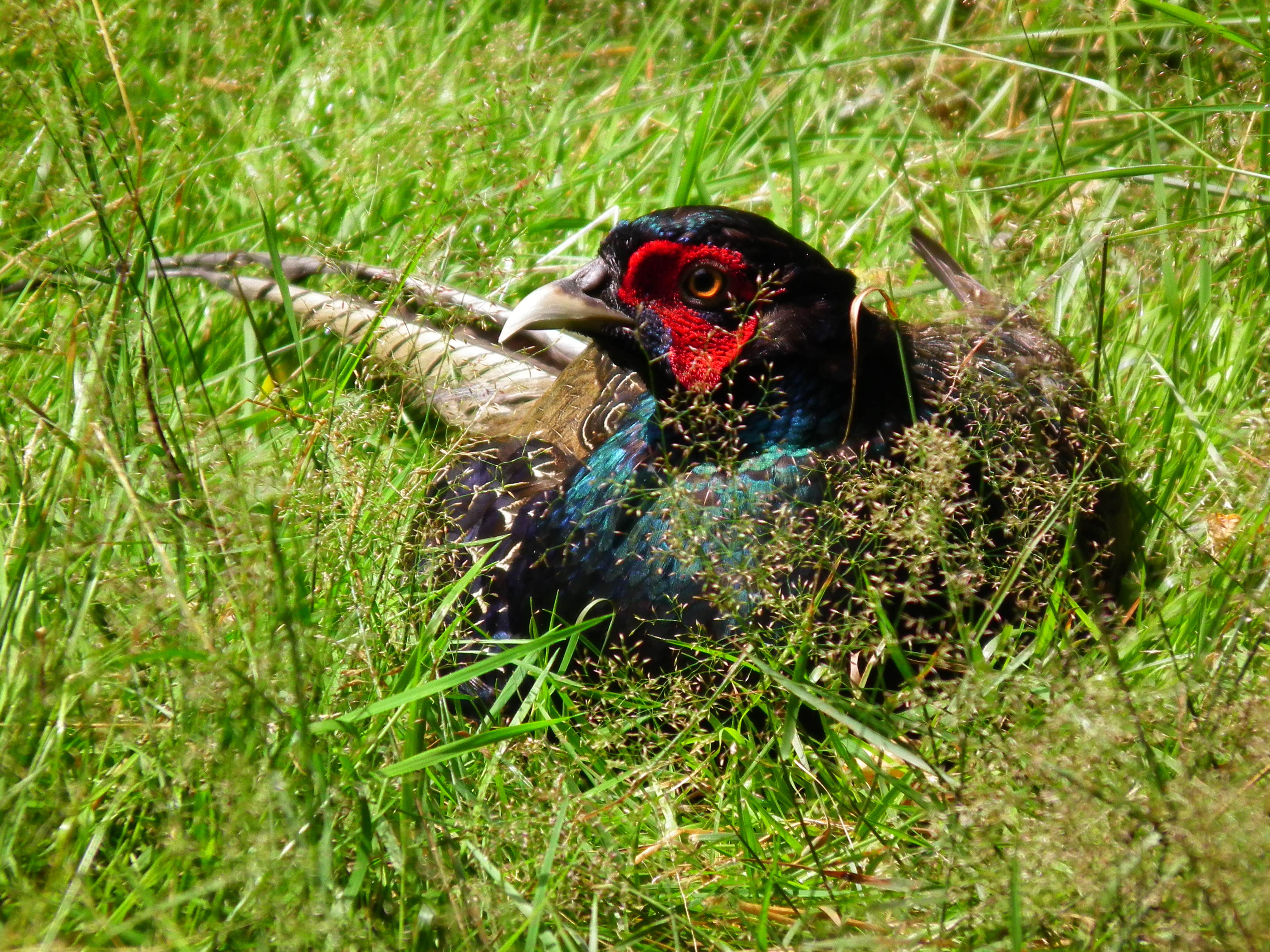 Wildpark Alte Fasanerie Fasan Juni 2012