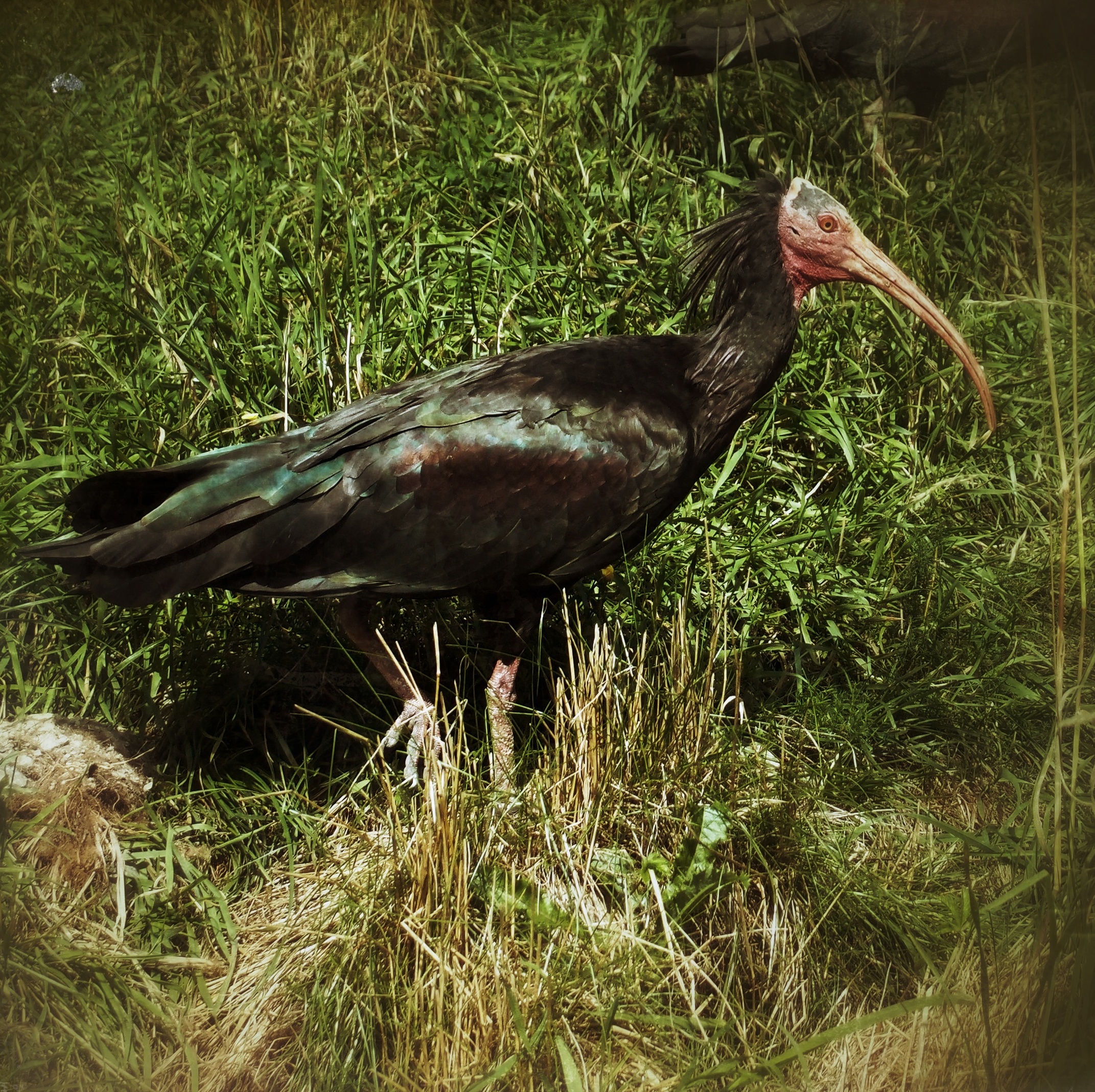 Wildpark Besuch, 2014 (14492097957)