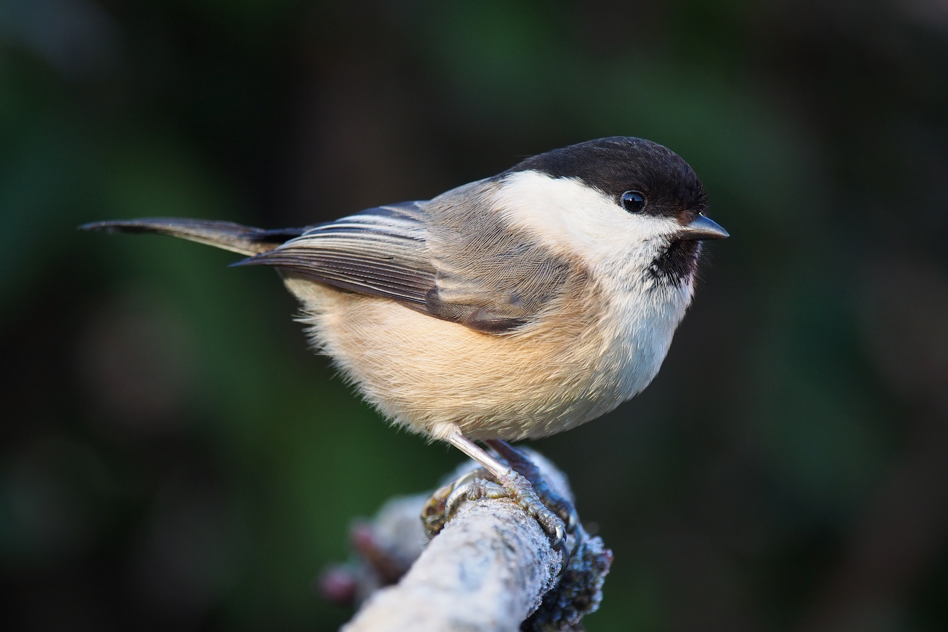 Willow Tit Lancashire