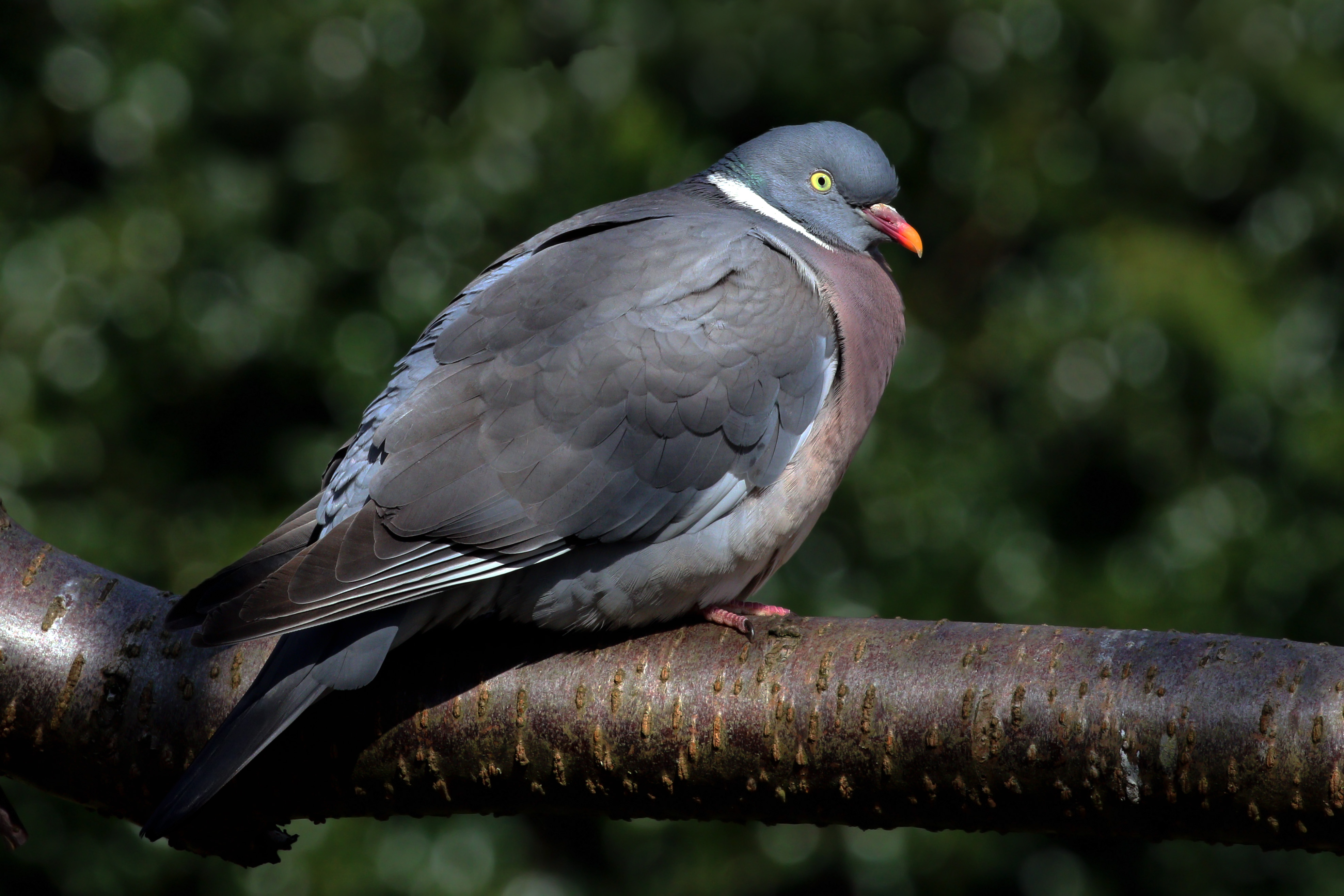 Wood pigeon (Columba palumbus)