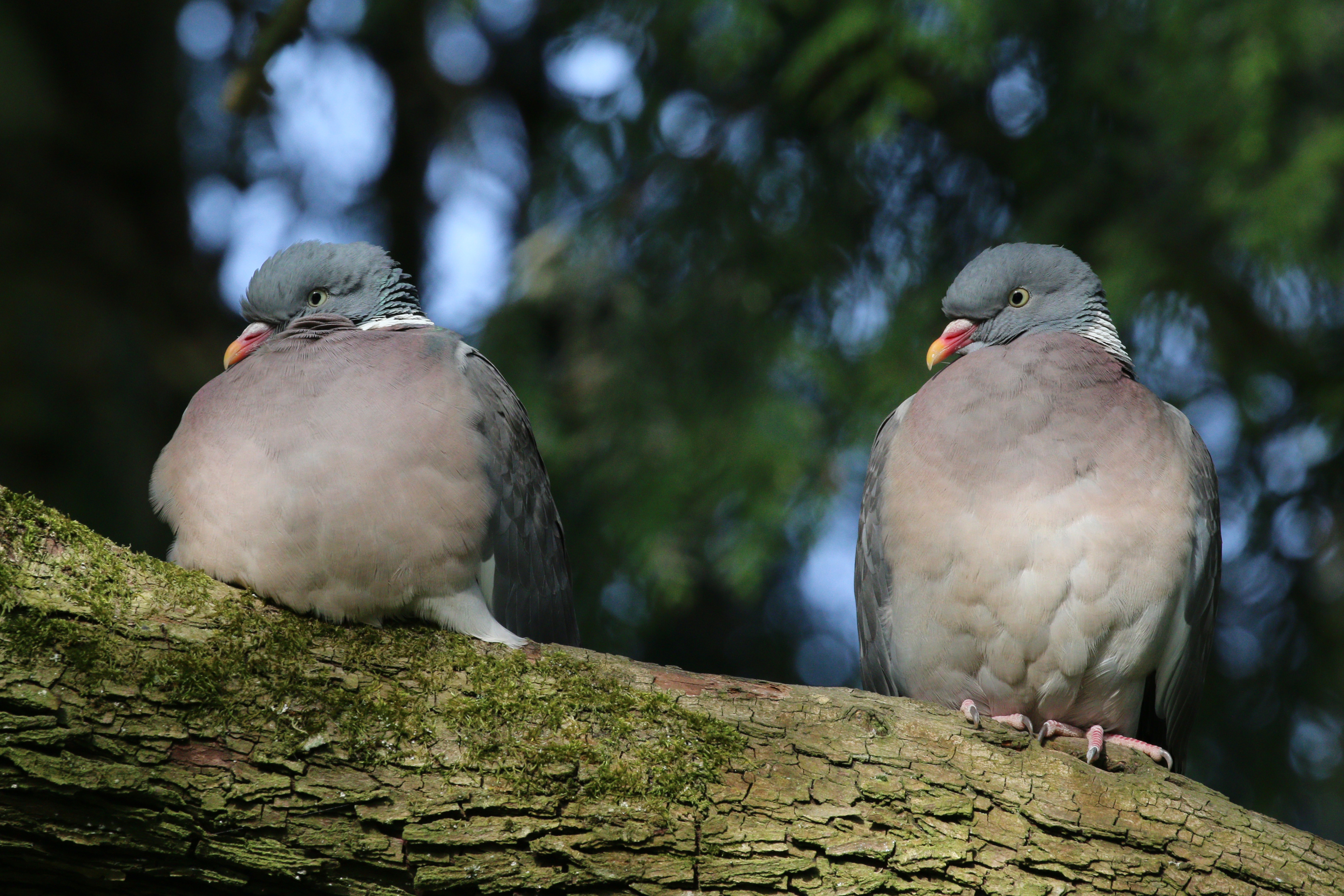 Wood pigeons (Columba palumbus)