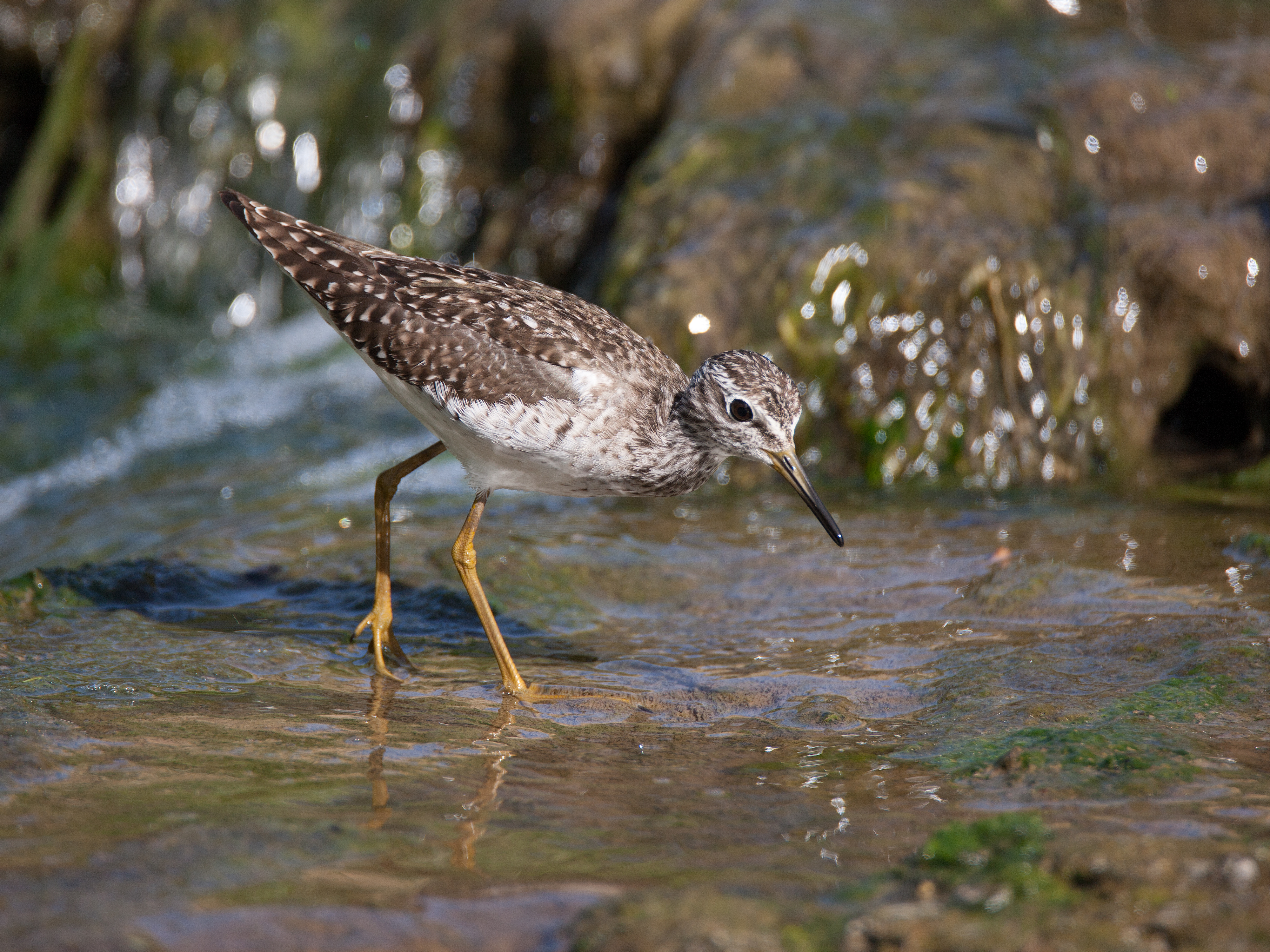 Wood sandpiper