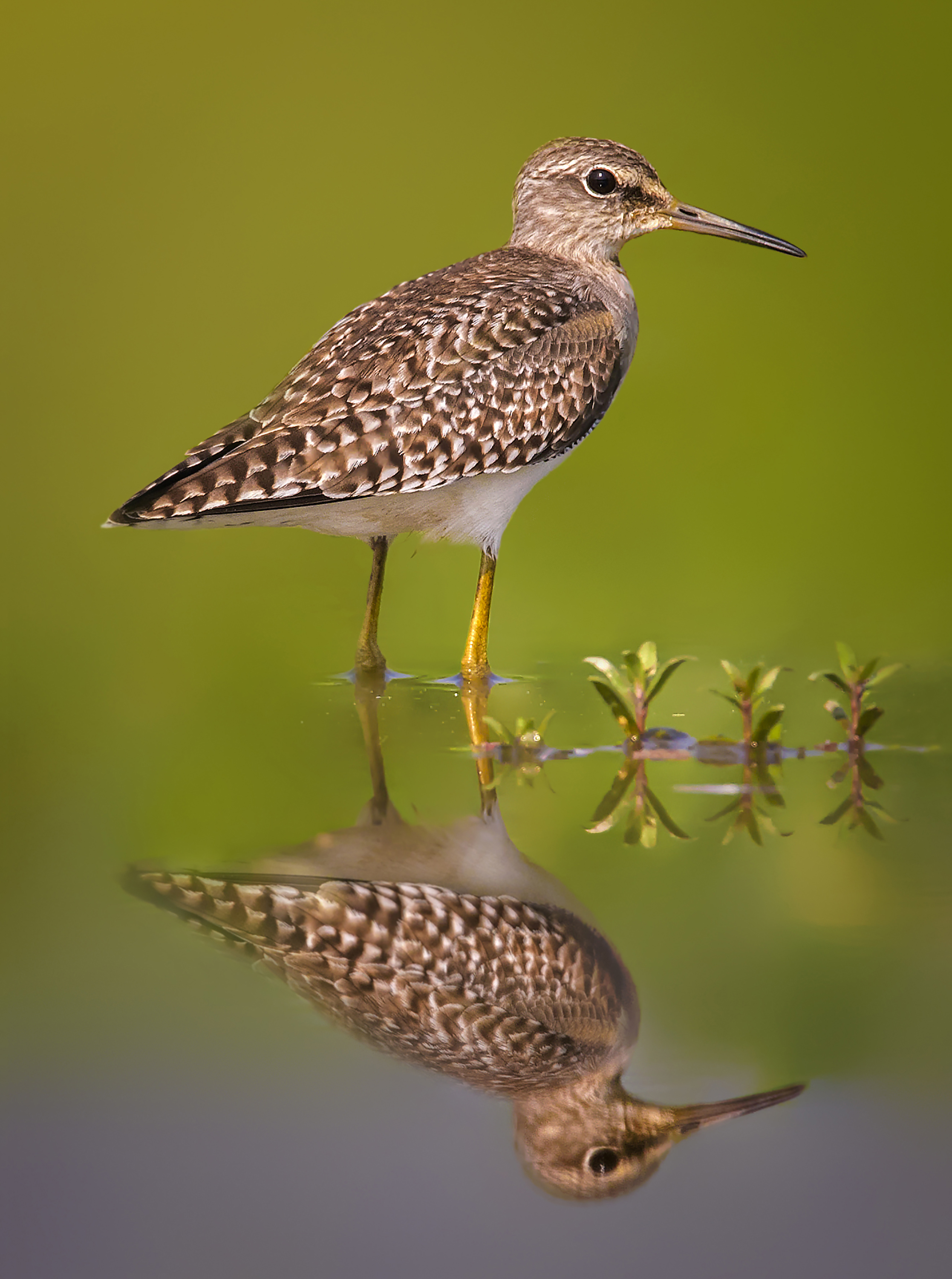 Wood Sandpiper Safari Park