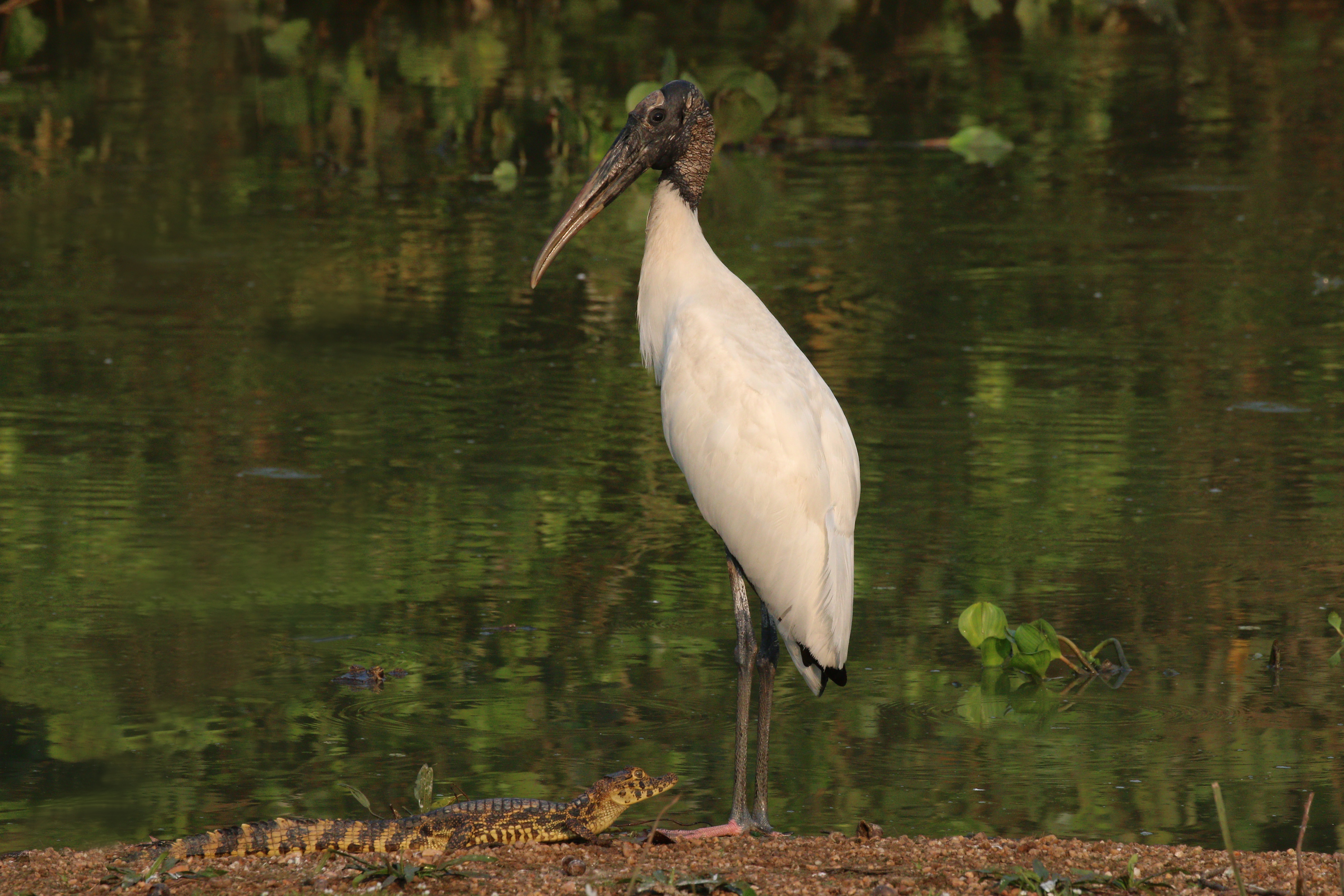 Wood stork (Mycteria americana) and Yacare caiman