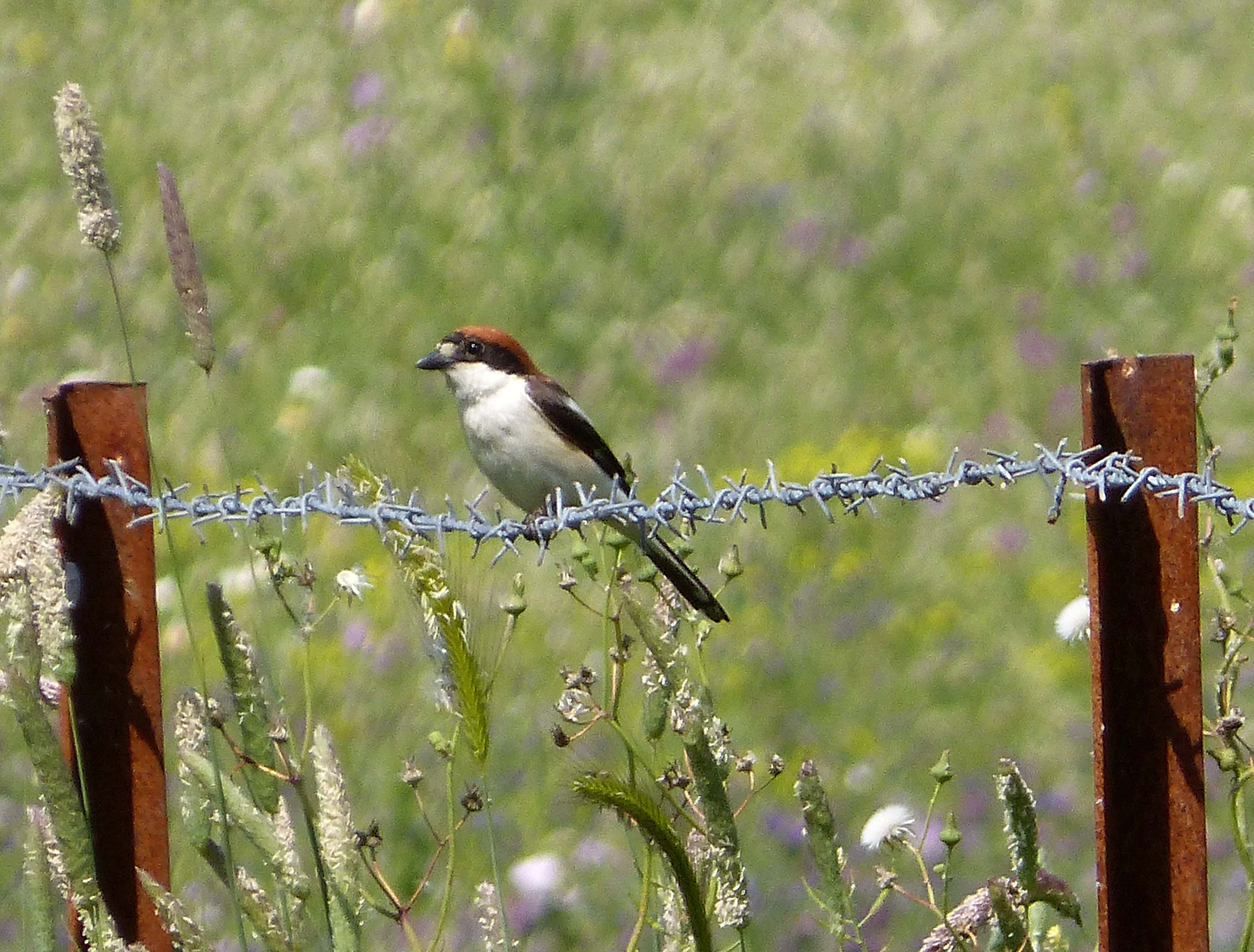Woodchat Shrike. Lanius senator - Flickr - gailhampshire (2)
