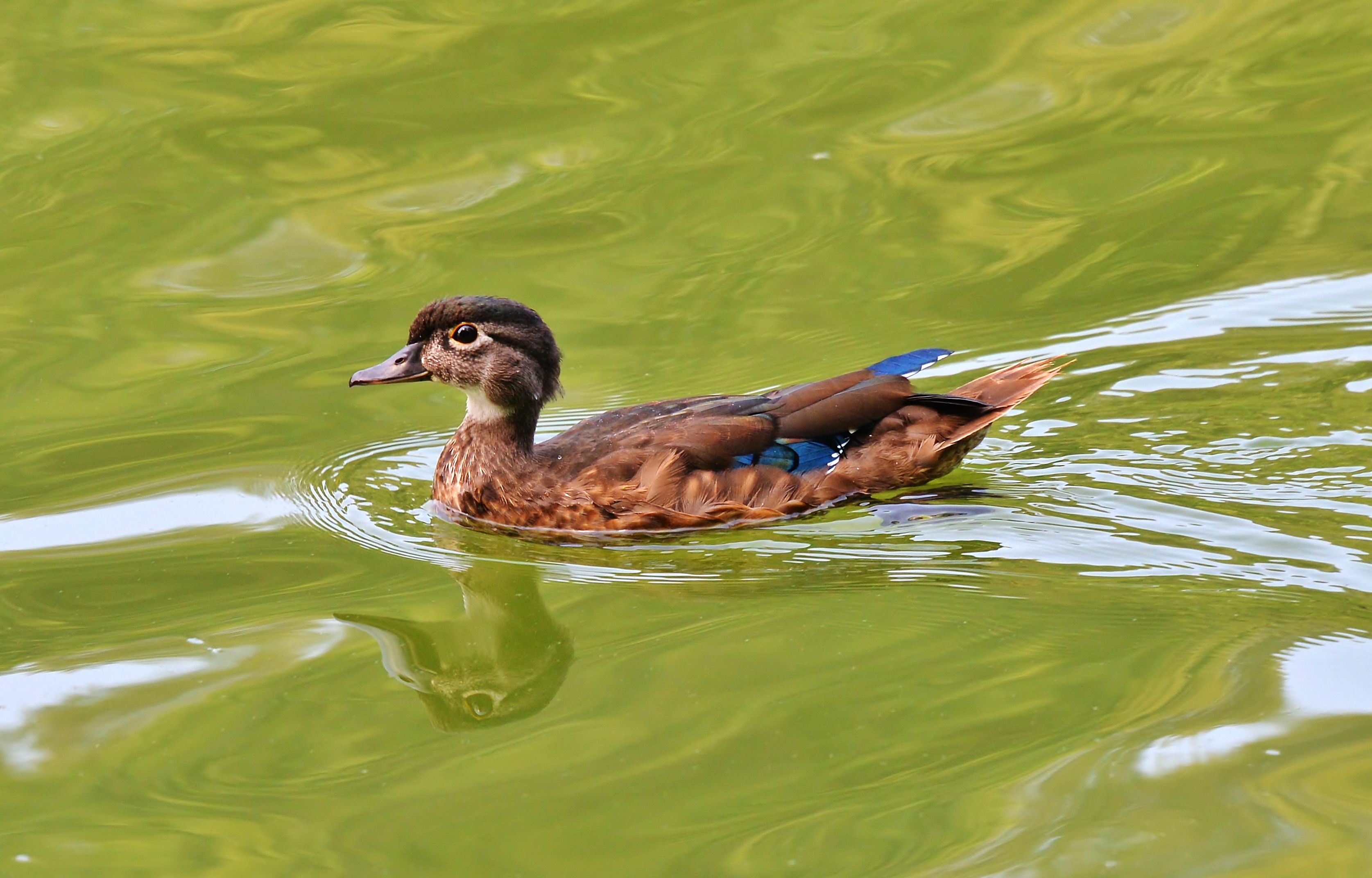 WoodDuck GrenadierPond Toronto